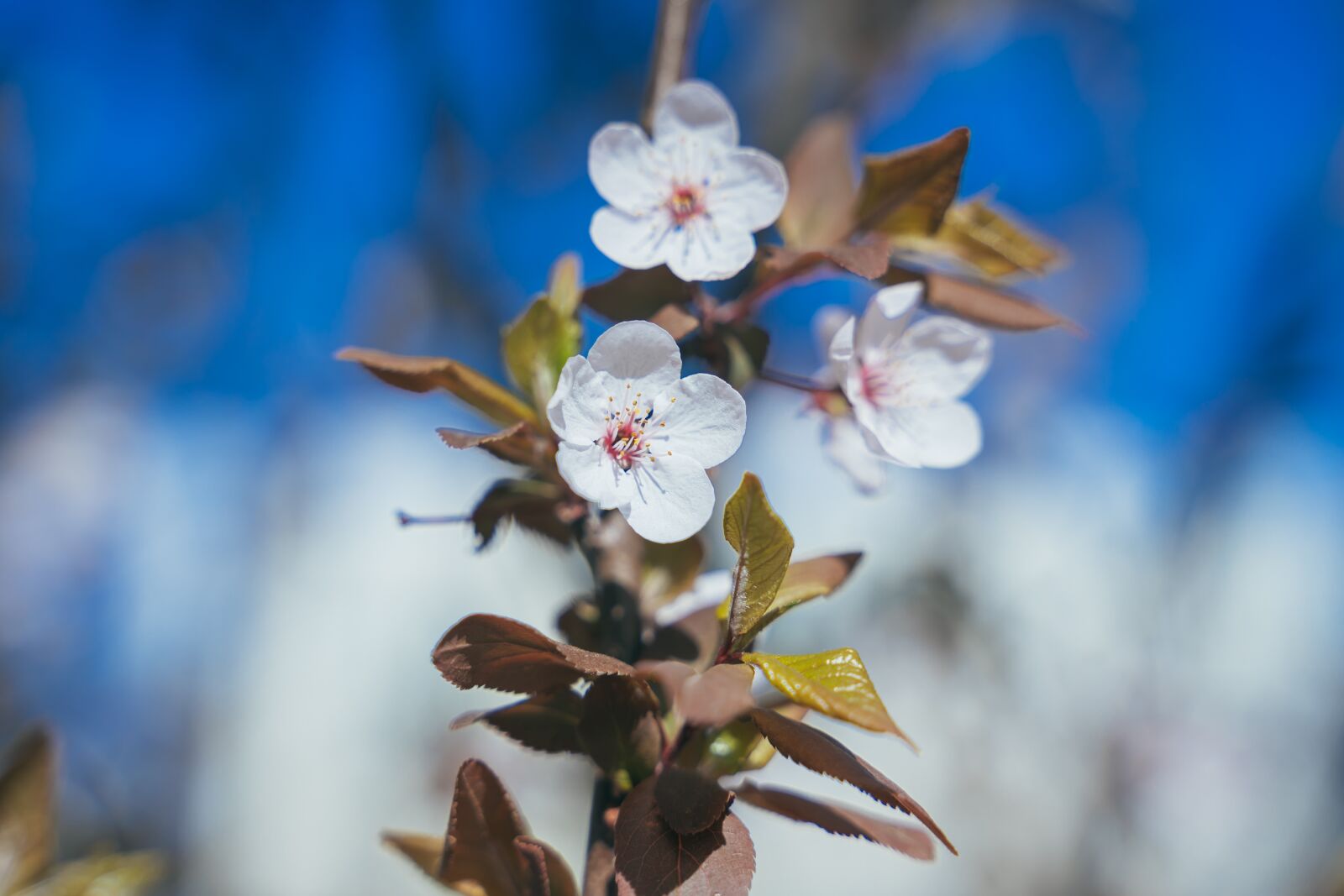 Sony a7 III + Tamron 28-75mm F2.8 Di III RXD sample photo. Peach blossom, spring, close-up photography