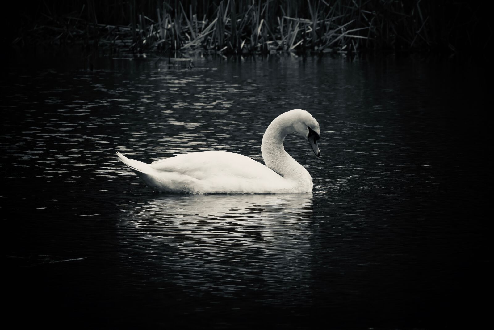 Panasonic Lumix DMC-FZ2500 (Lumix DMC-FZ2000) sample photo. Black and white, swan photography