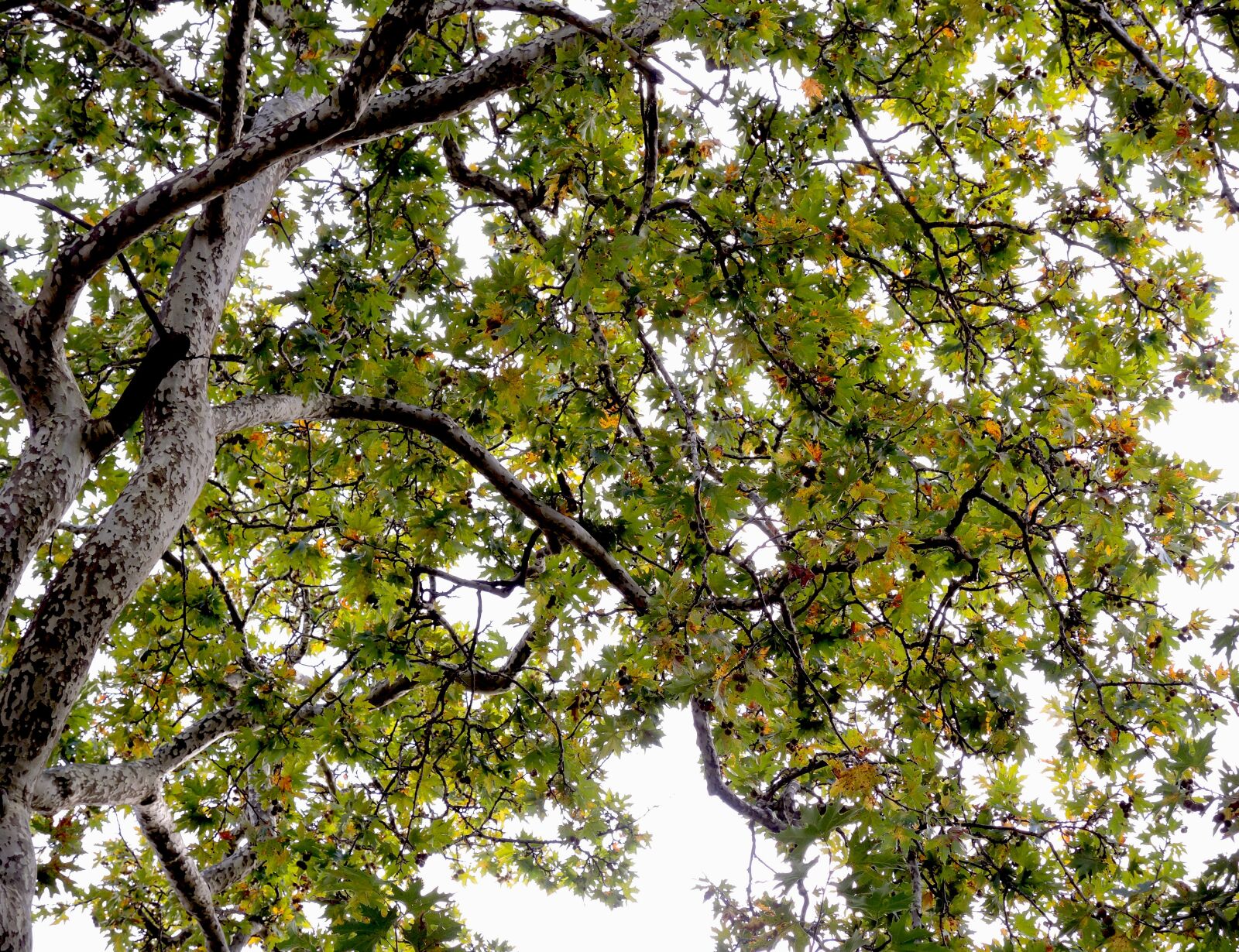 Nikon Coolpix P7800 sample photo. Tree, green, nature photography