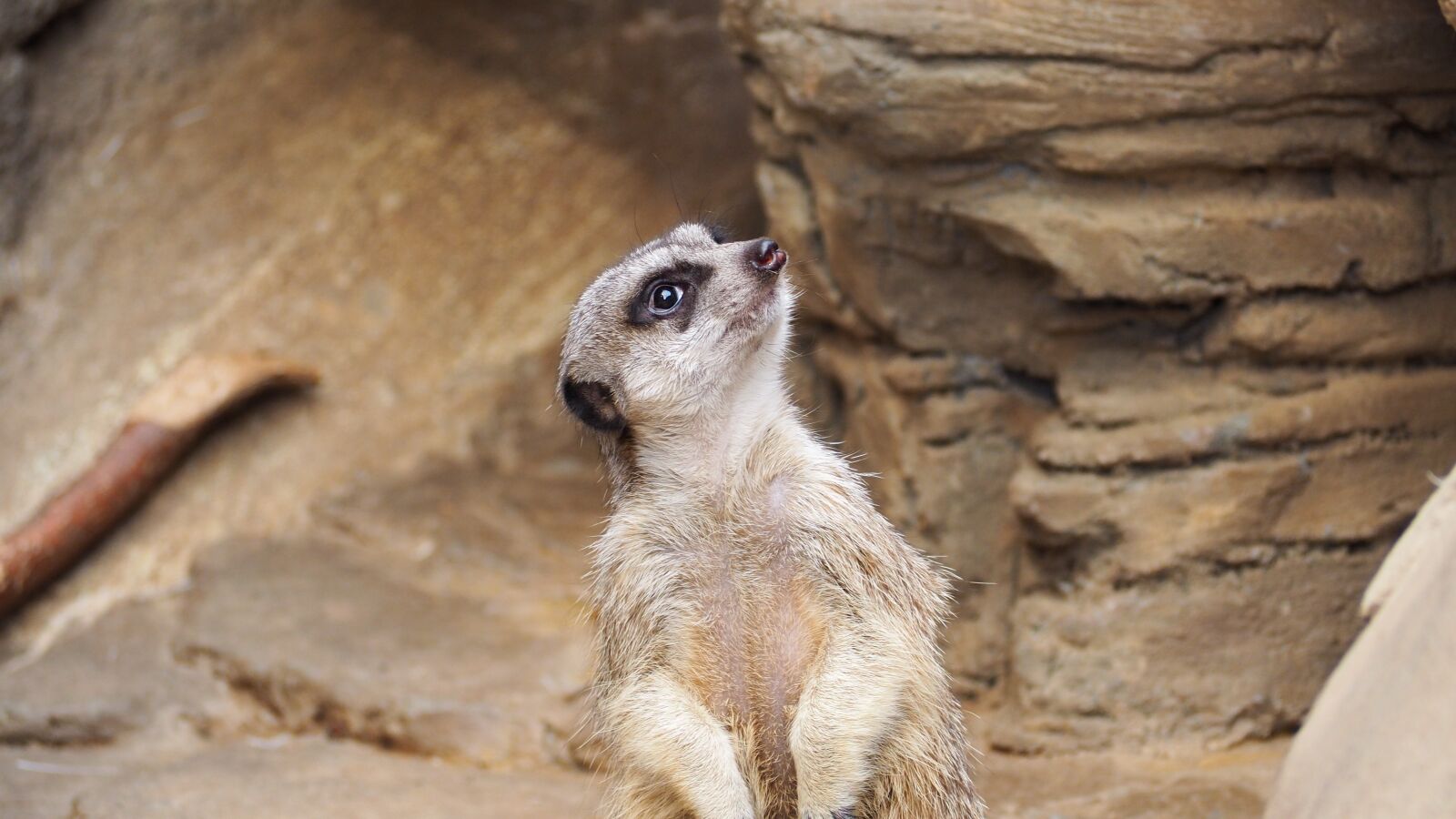 Olympus OM-D E-M10 II sample photo. Meerkat, african meerkat, animal photography