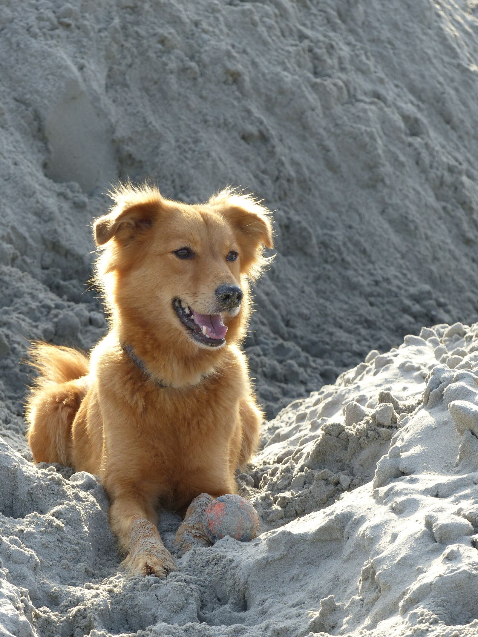 Panasonic Lumix DMC-FZ200 sample photo. Dog, sweet, nice photography