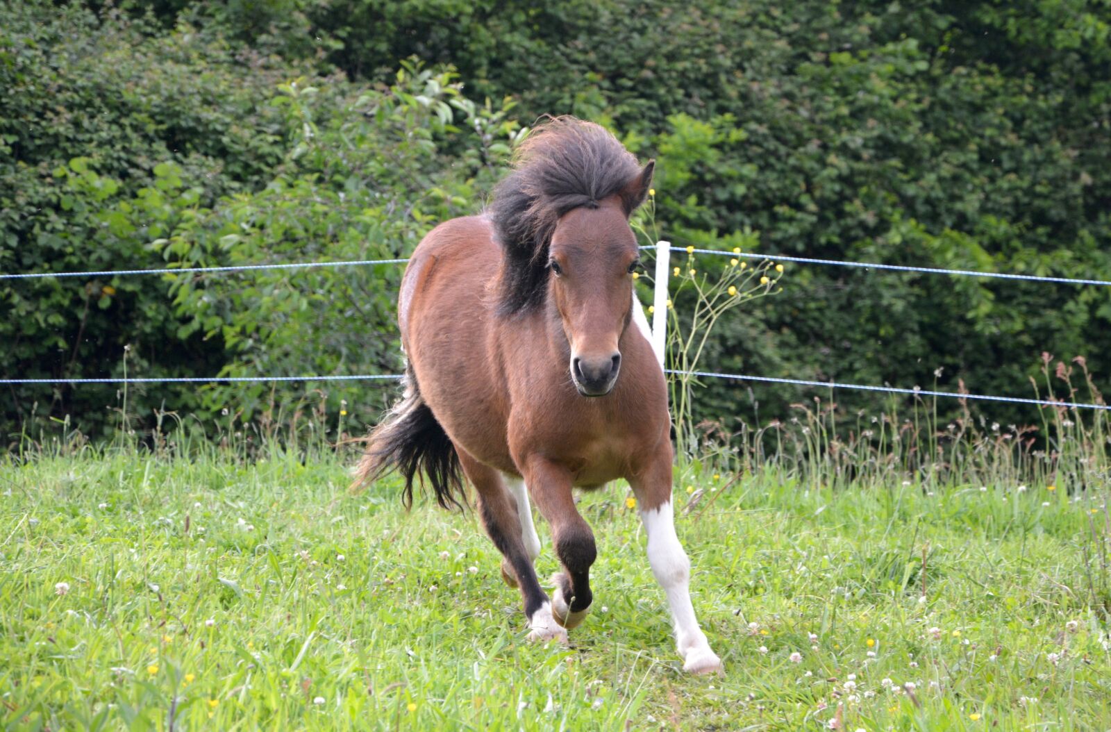 Nikon D5200 sample photo. Shetland pony running, mane photography