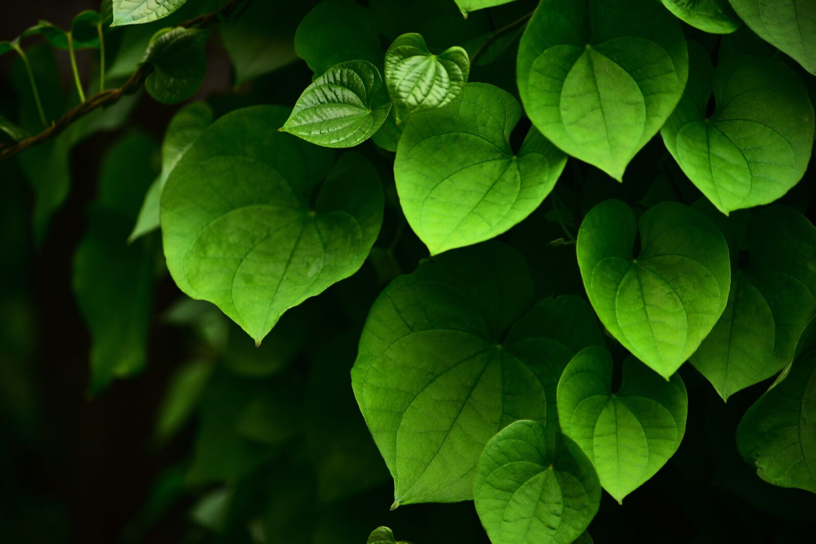 Nikon D750 sample photo. Leaf, green leaf, plant photography