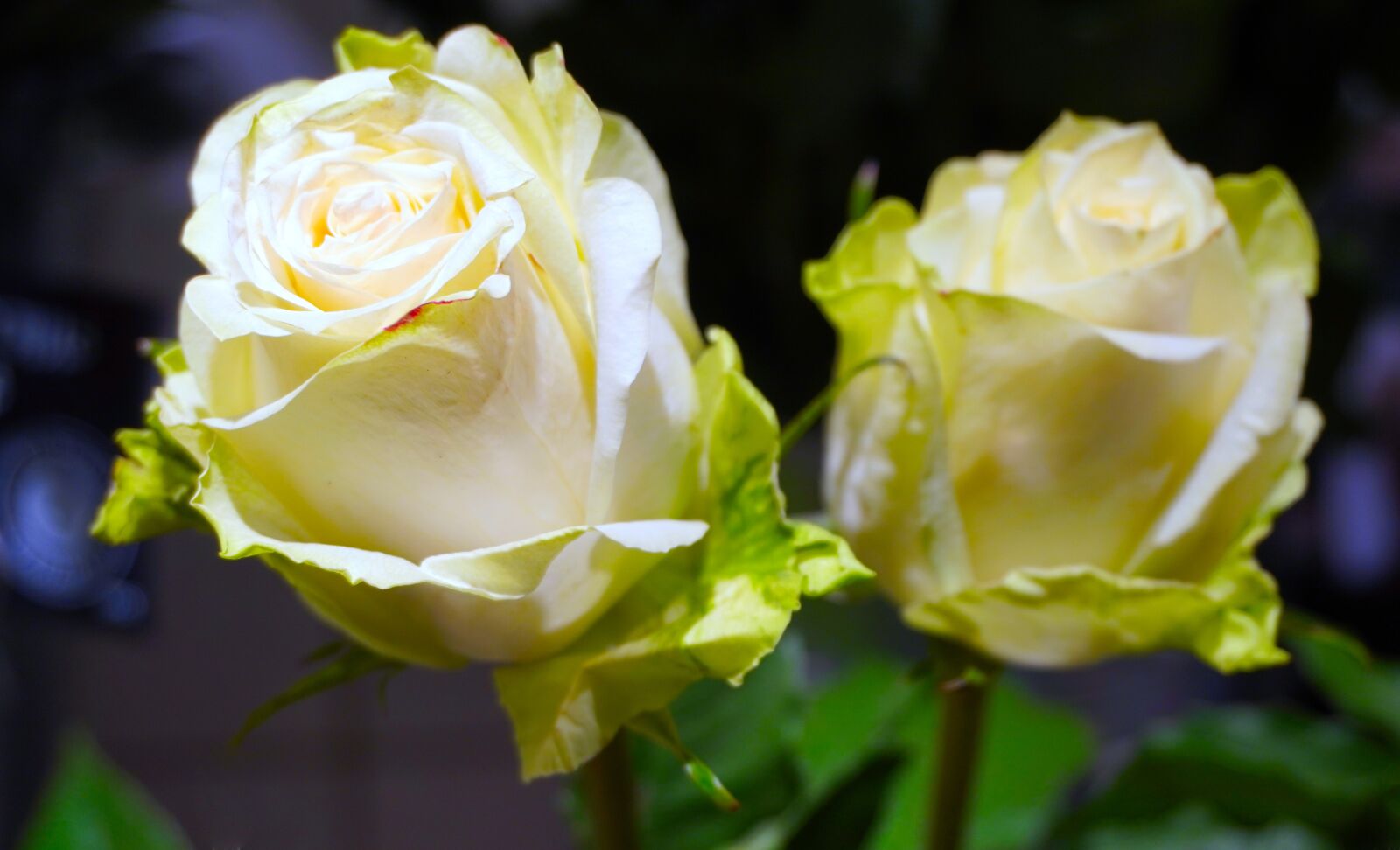 Sony a6400 sample photo. Roses, blossom, bloom photography