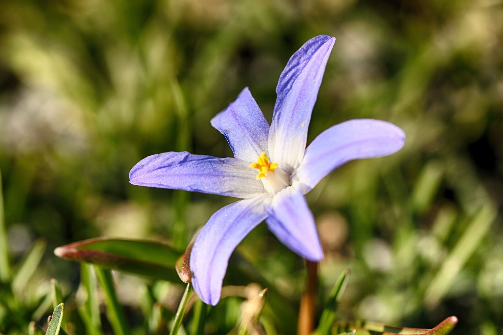 Canon EF 100mm F2.8L Macro IS USM sample photo. Flower, blue, macro photography