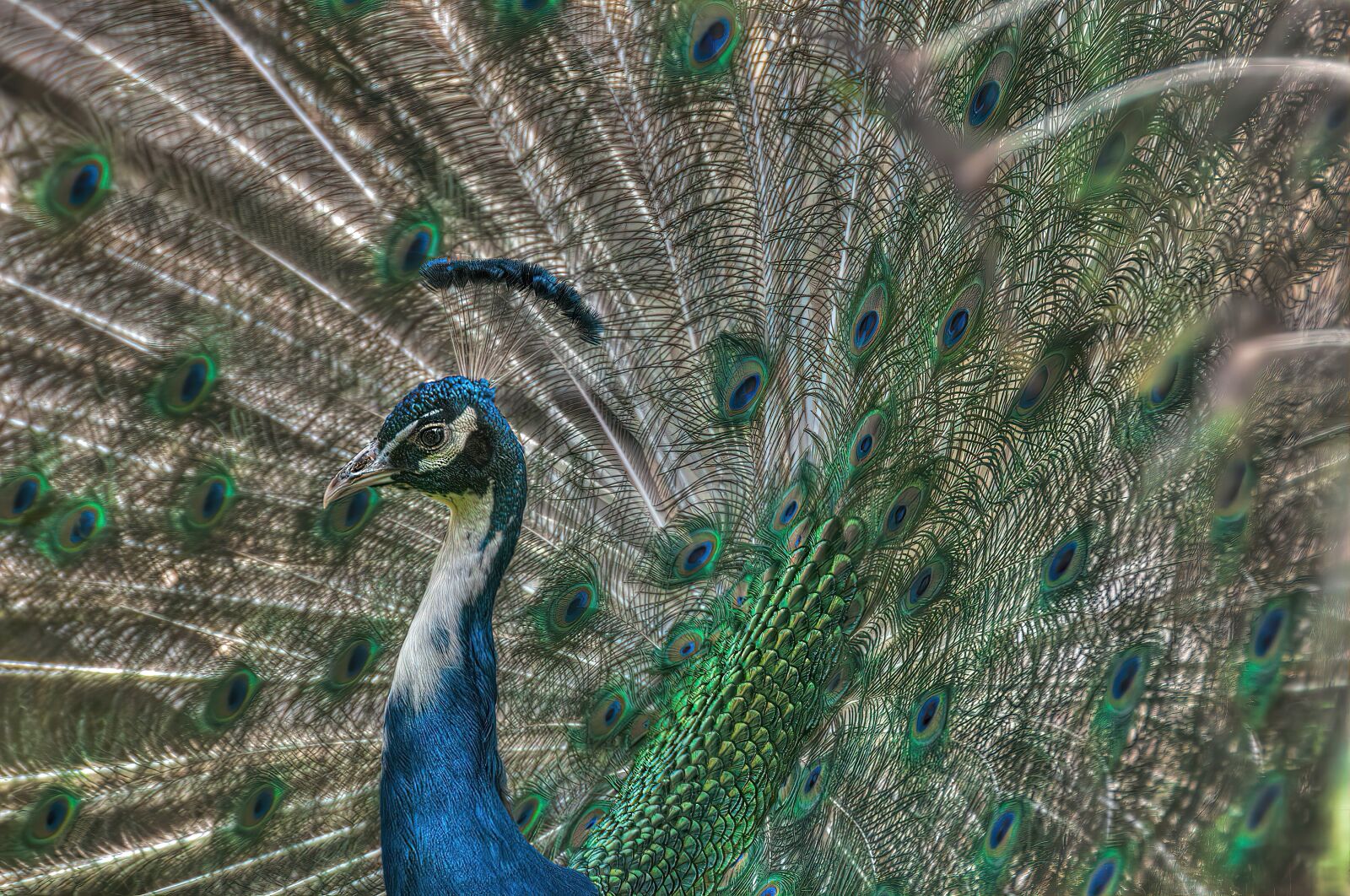Nikon D90 sample photo. Peacock, bird, nature photography