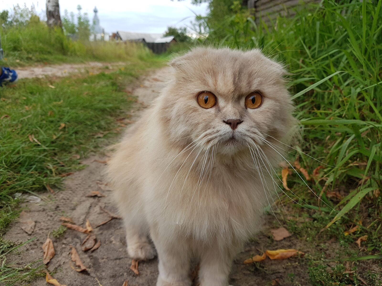 Samsung Galaxy S7 sample photo. Cat, animals, fur photography