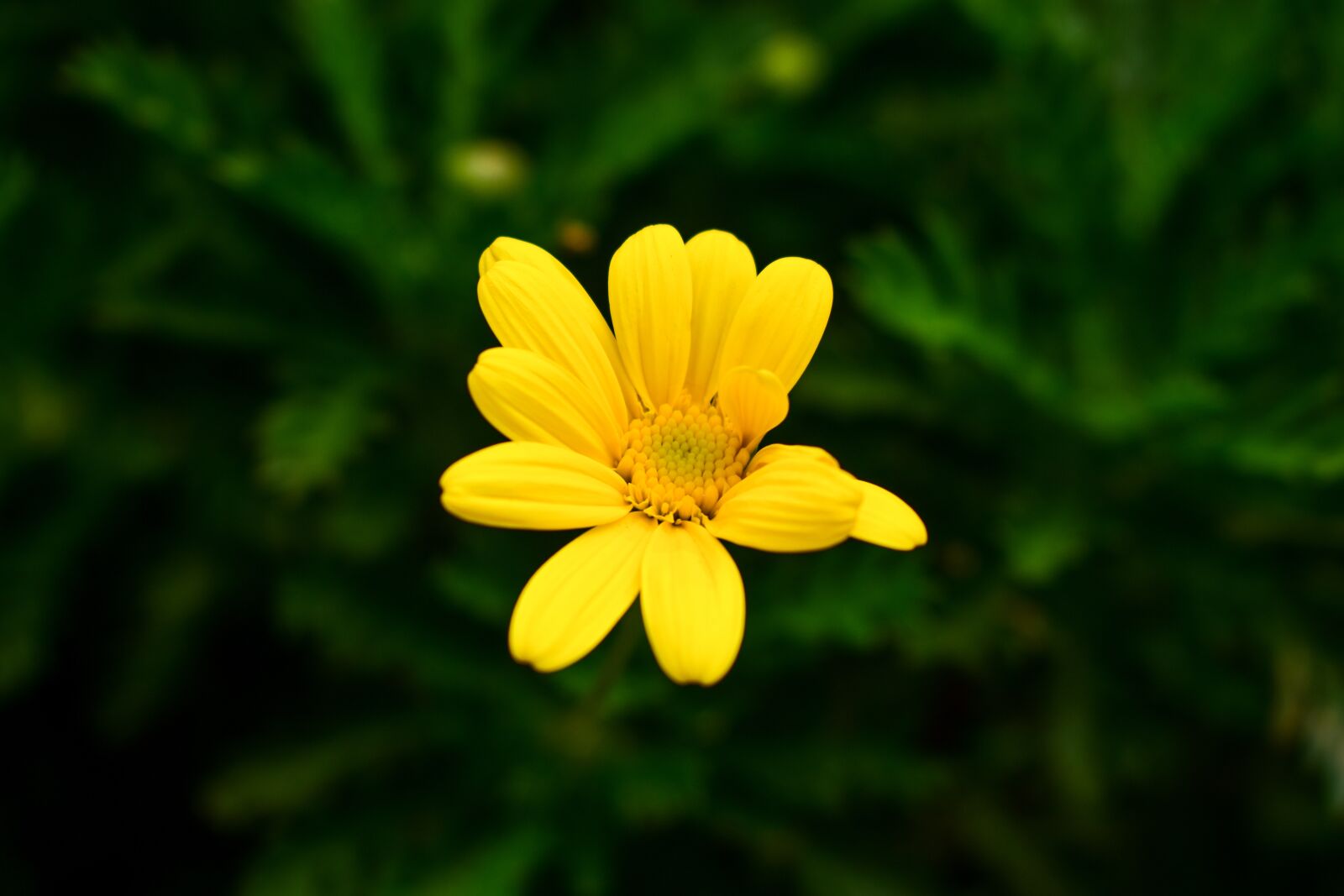 Nikon D3400 sample photo. Nature, summer, plant photography