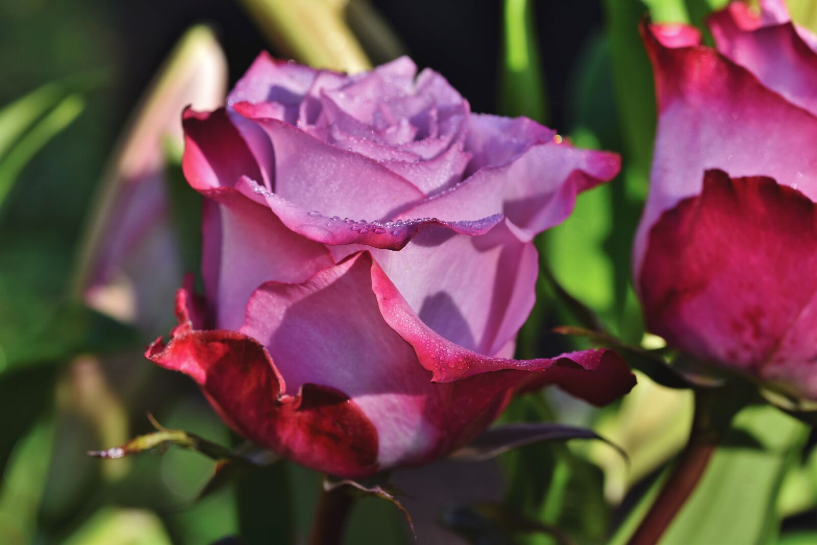 Nikon D7200 sample photo. Rose, rose bloom, garden photography