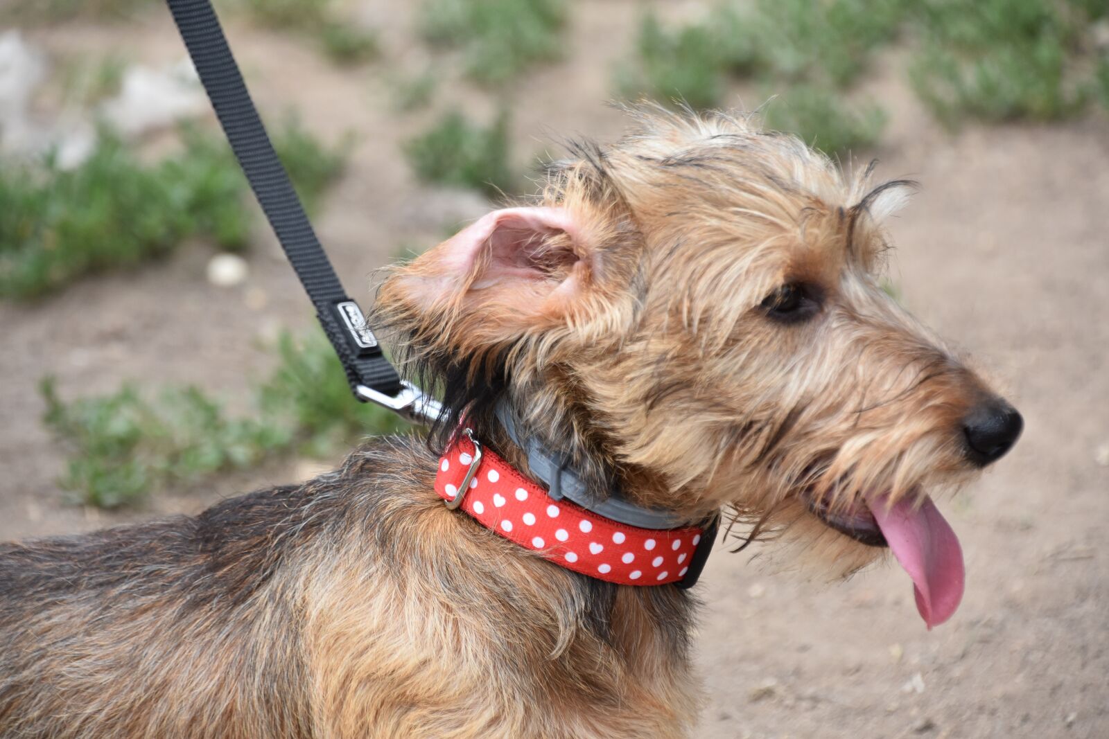 Nikon D7200 sample photo. Dog, puppy, pet photography