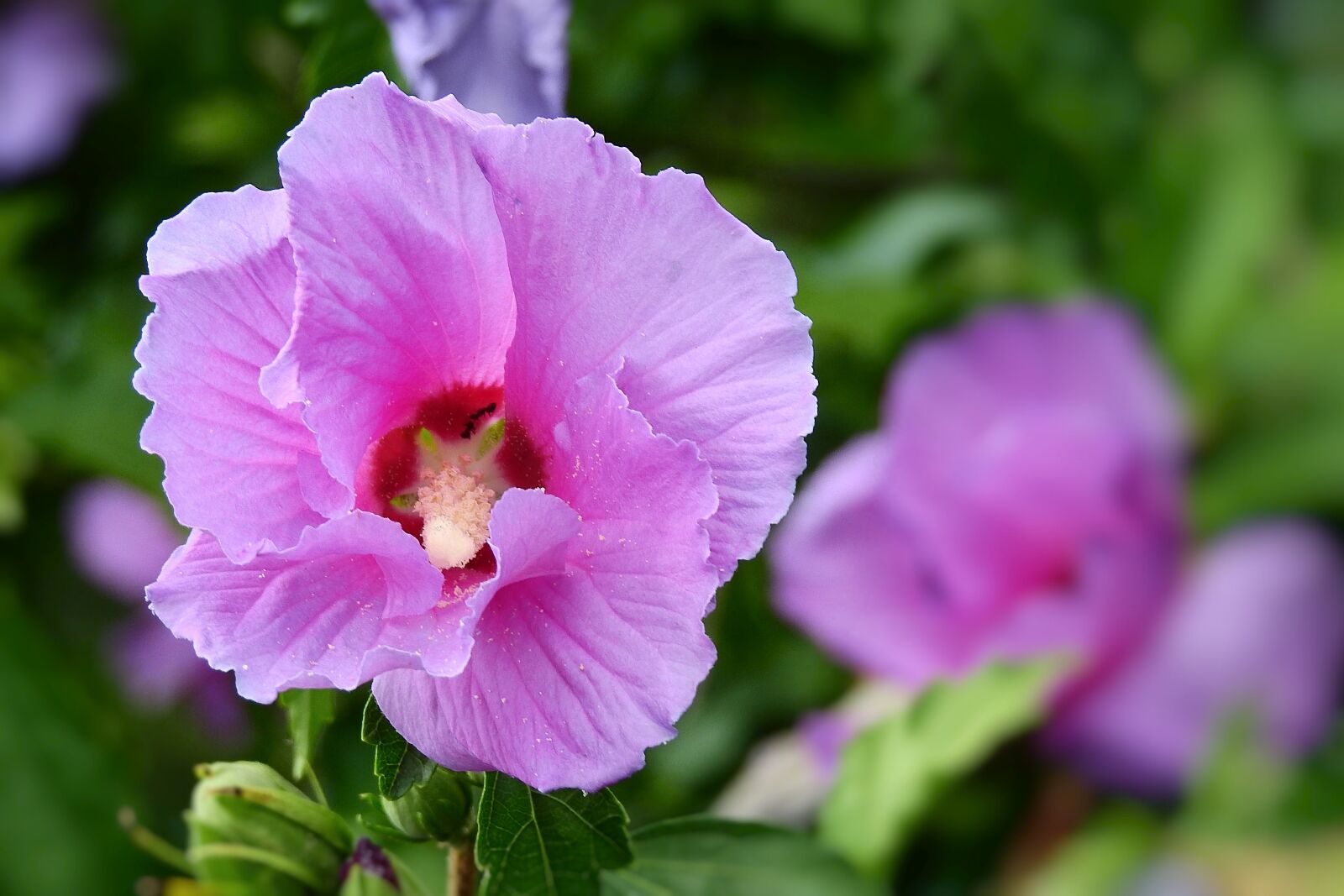 Nikon Coolpix P900 sample photo. Flowers, nature, garden photography