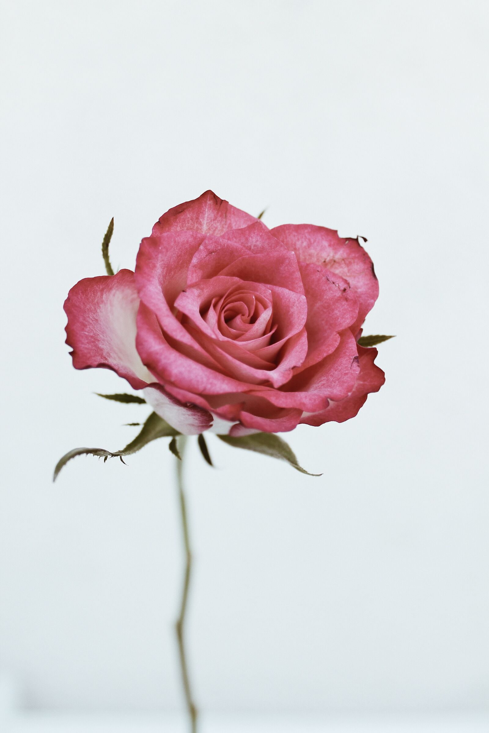 Canon EOS 1100D (EOS Rebel T3 / EOS Kiss X50) sample photo. Roses, flowers, pink photography