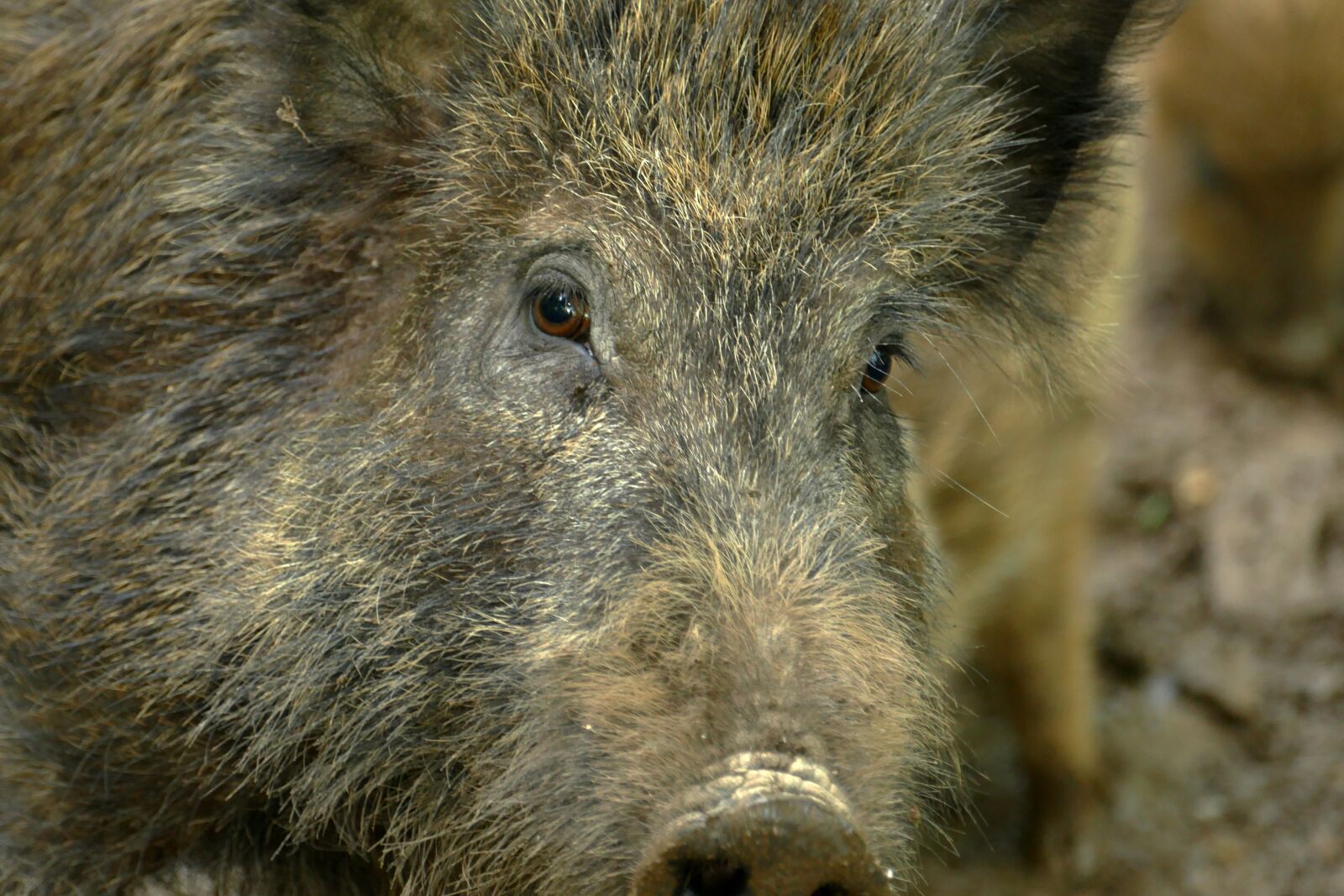 Panasonic Lumix DMC-FZ1000 sample photo. Hog, sus scrofa, ever photography