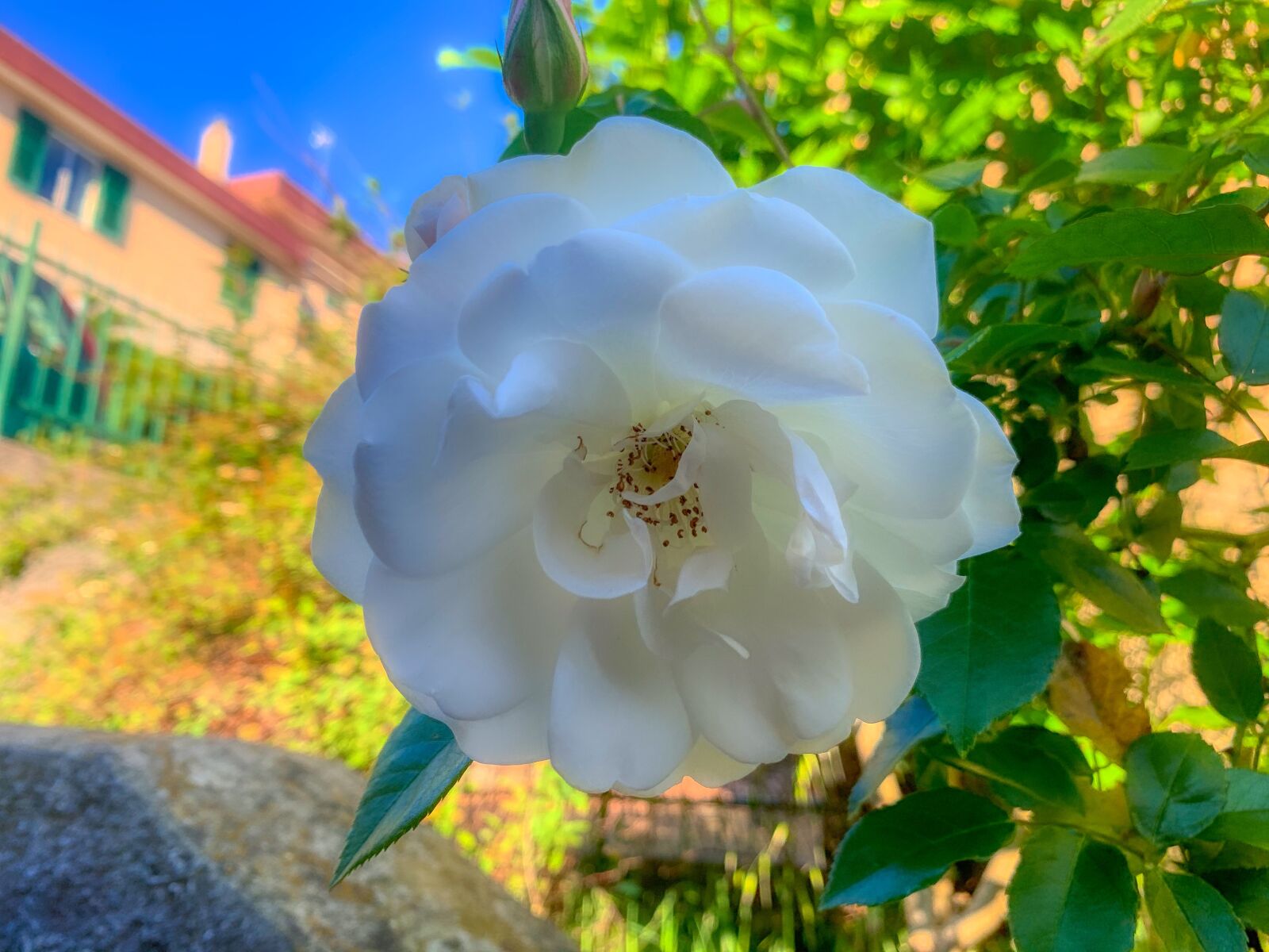 Apple iPhone XR sample photo. Rosa, flower, romance photography