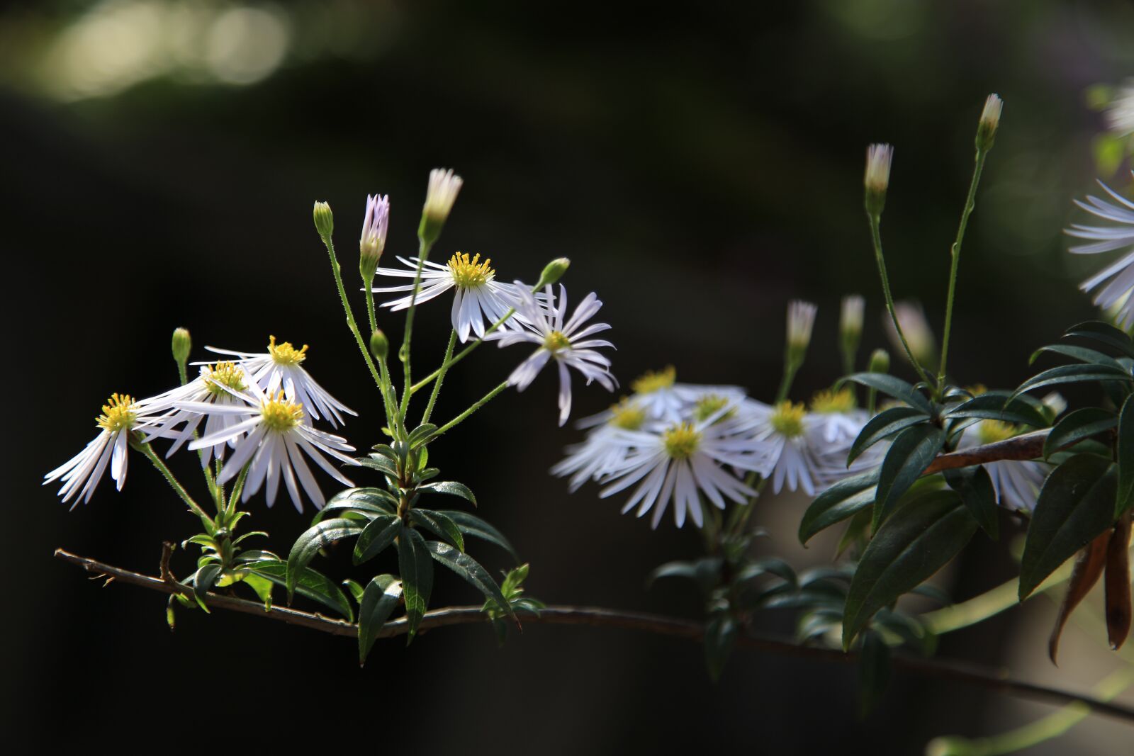 Canon EOS 6D + Canon EF 24-105mm F4L IS USM sample photo. Flowers, plants, nature photography