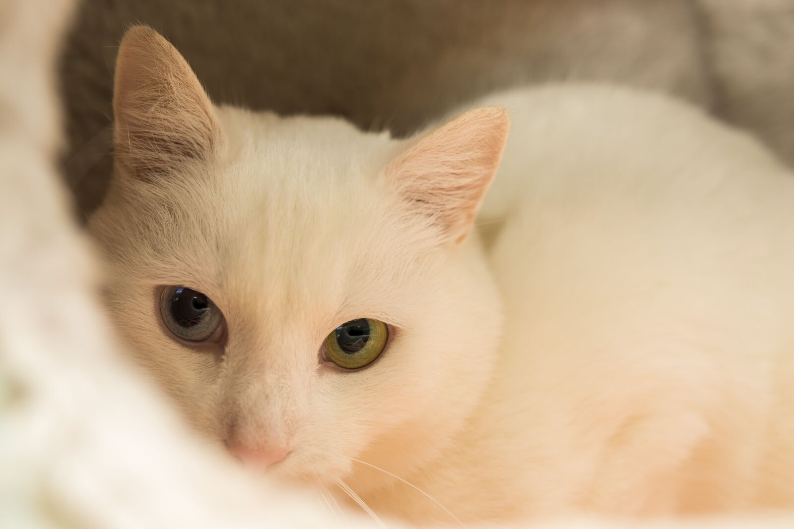 Sony a6000 sample photo. Cat, white, breed cat photography