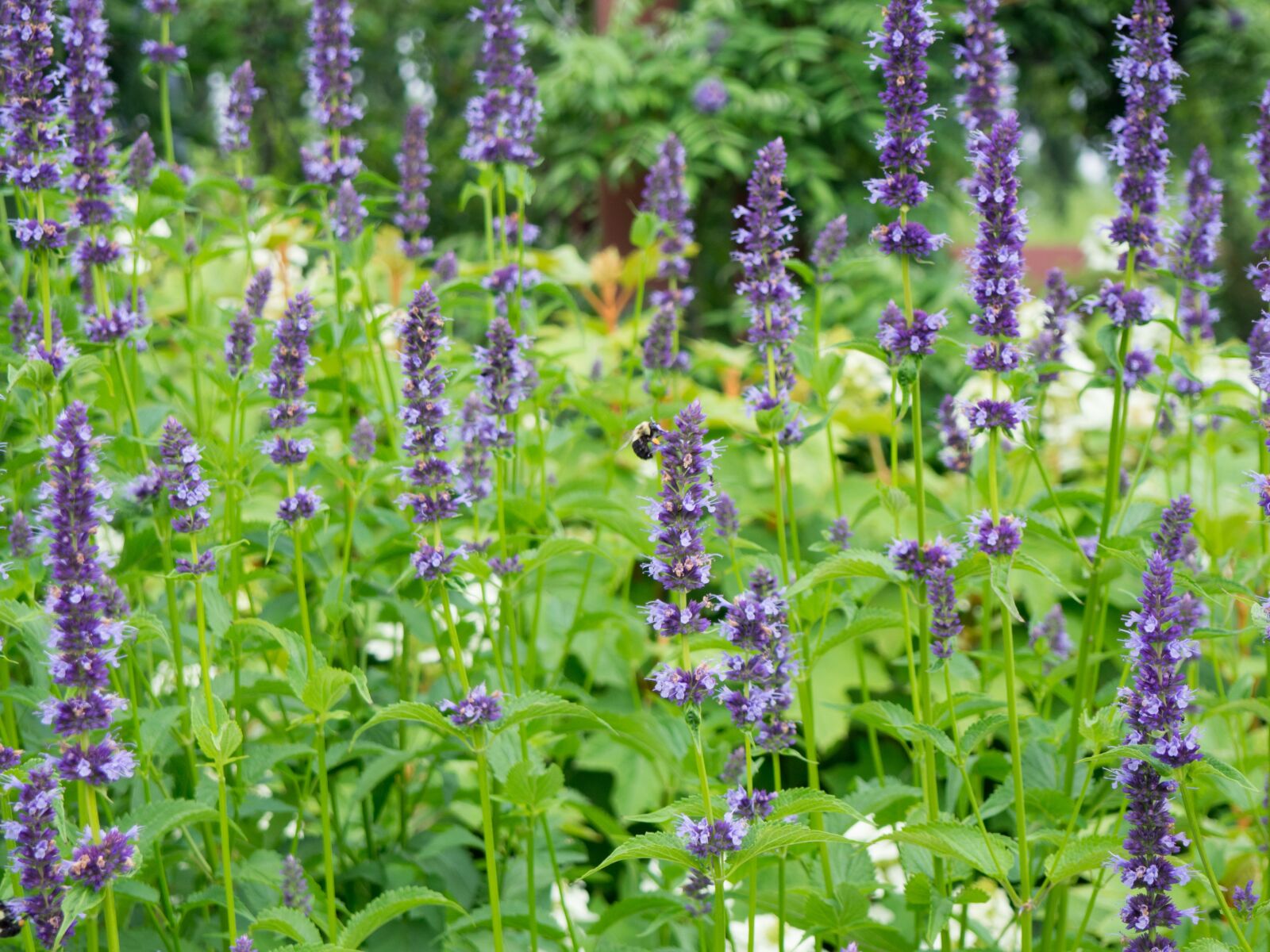 Olympus OM-D E-M10 sample photo. Lavender, field, flower photography