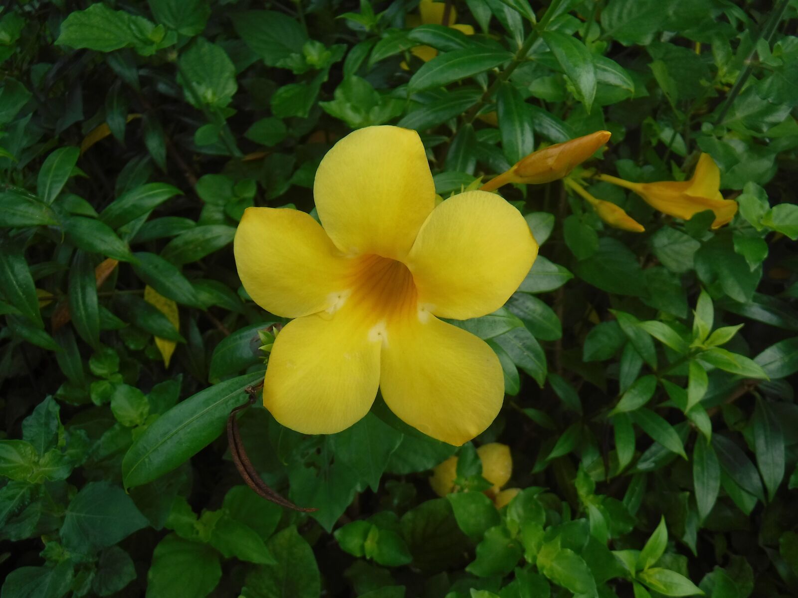 Fujifilm FinePix XP120 sample photo. Flower, yellow, nature photography