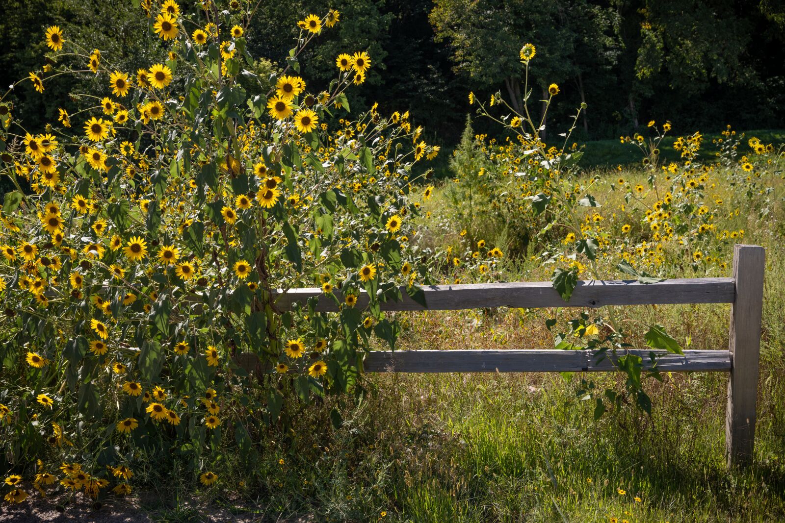 Nikon Z7 sample photo. Fence, sunflowers, bloom photography