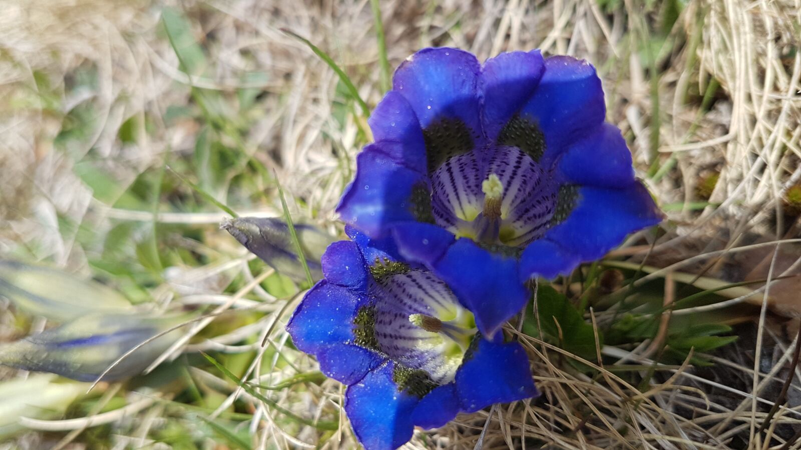 Samsung Galaxy S7 sample photo. Gentian, blossom, bloom photography