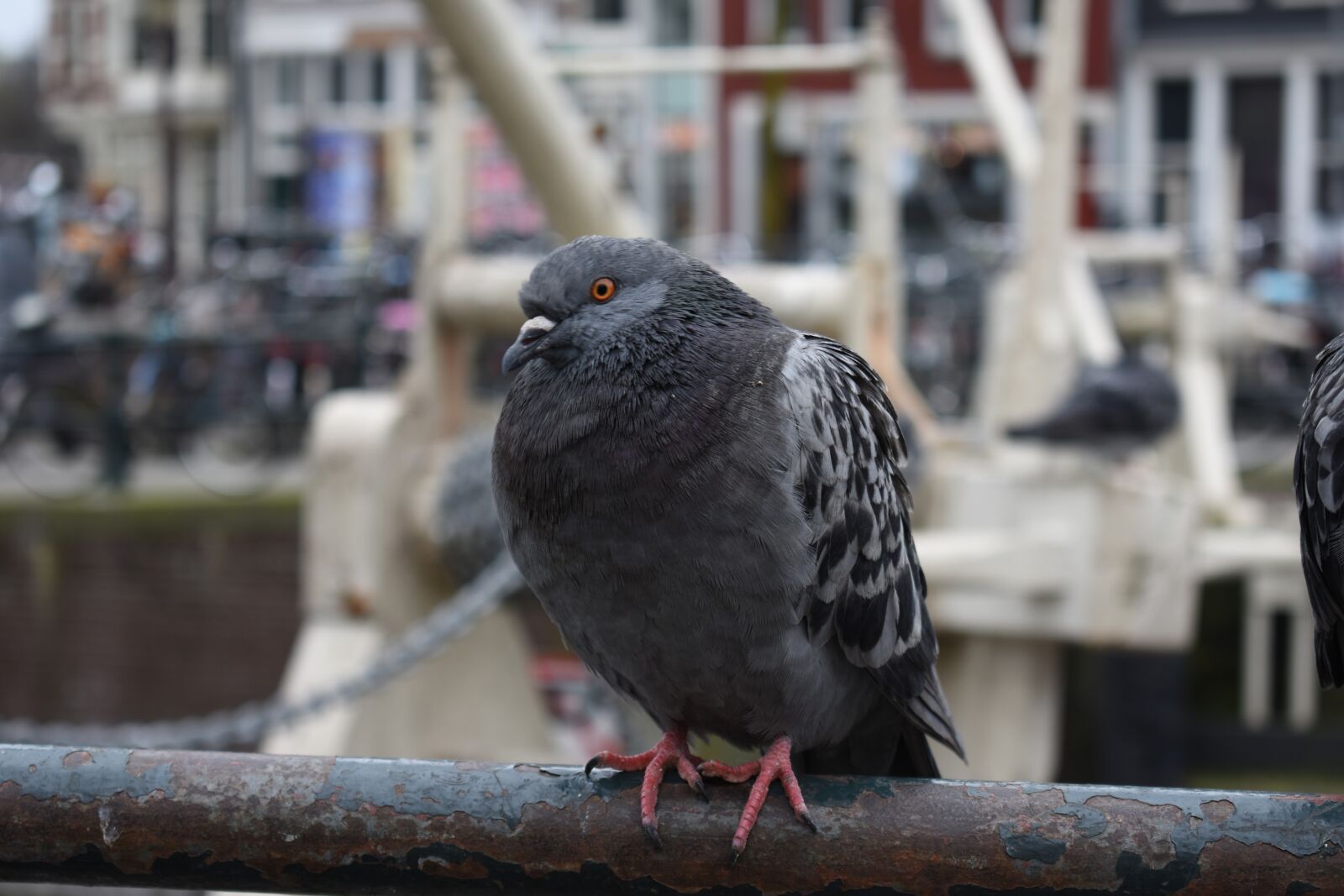 Nikon D3400 sample photo. Pigeon, pigeon-resting, bird photography