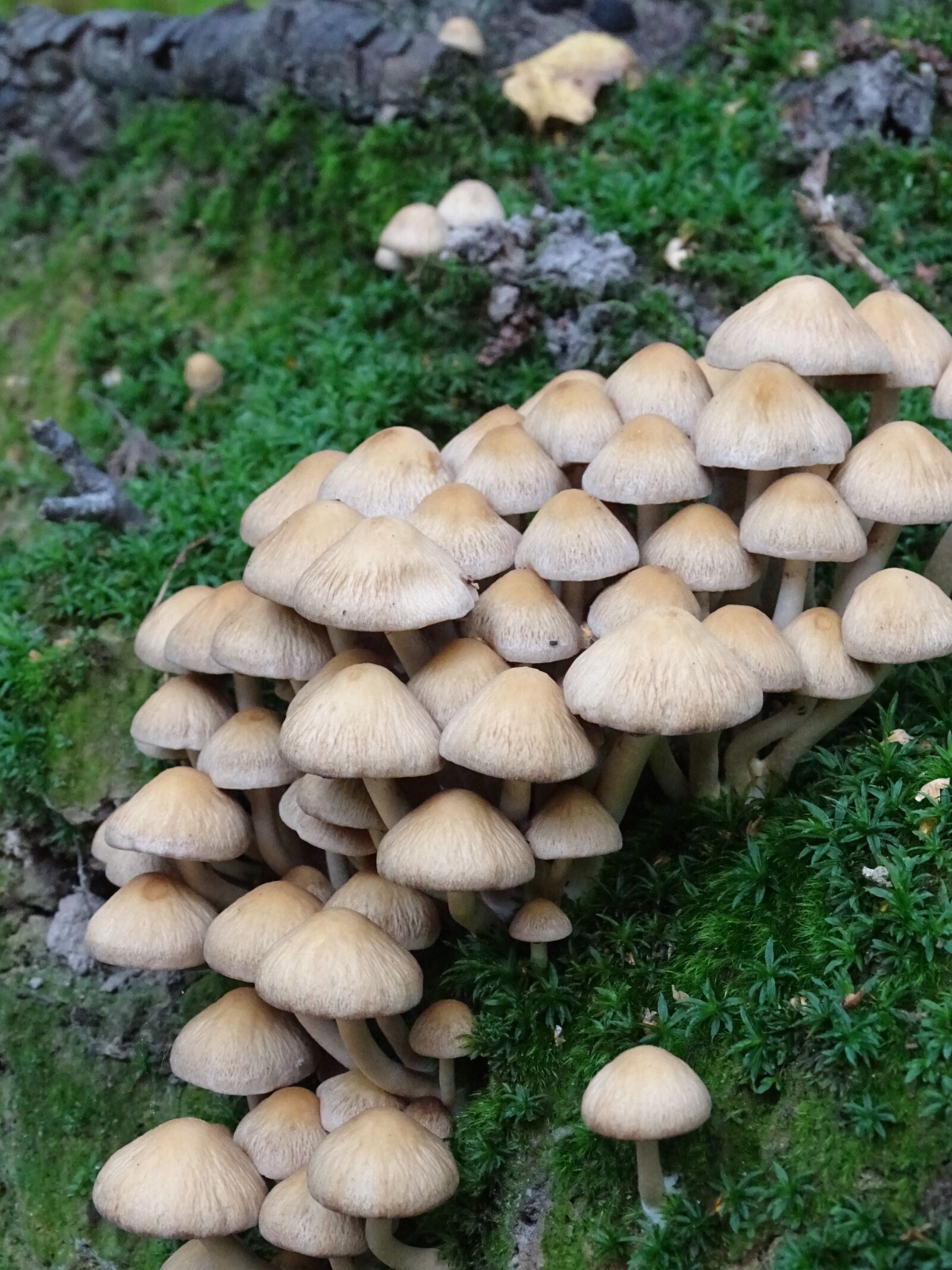 Sony Cyber-shot DSC-HX400V sample photo. Mushroom, forest, wood photography