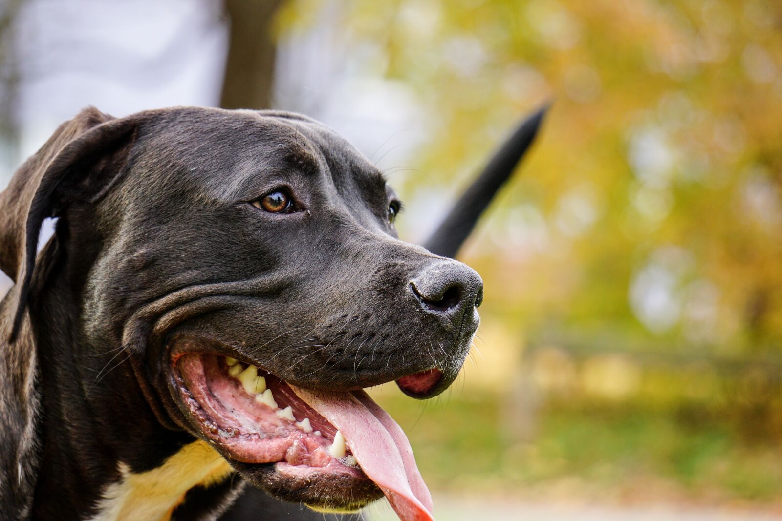 Sony E 55-210mm F4.5-6.3 OSS sample photo. Dog, pitbull, public record photography