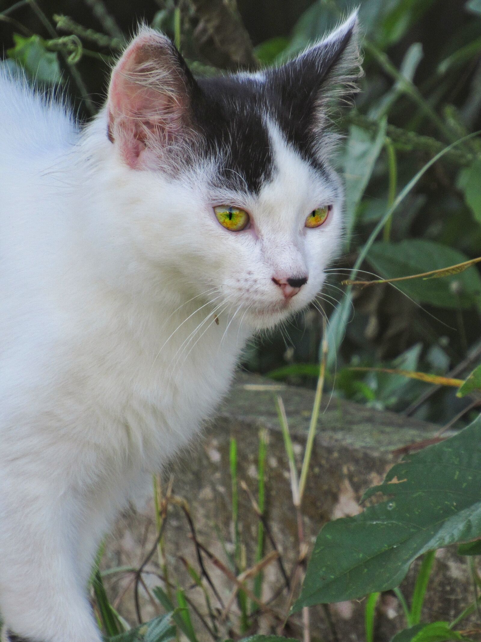 Canon PowerShot SX530 HS sample photo. Cat, cute, animal photography