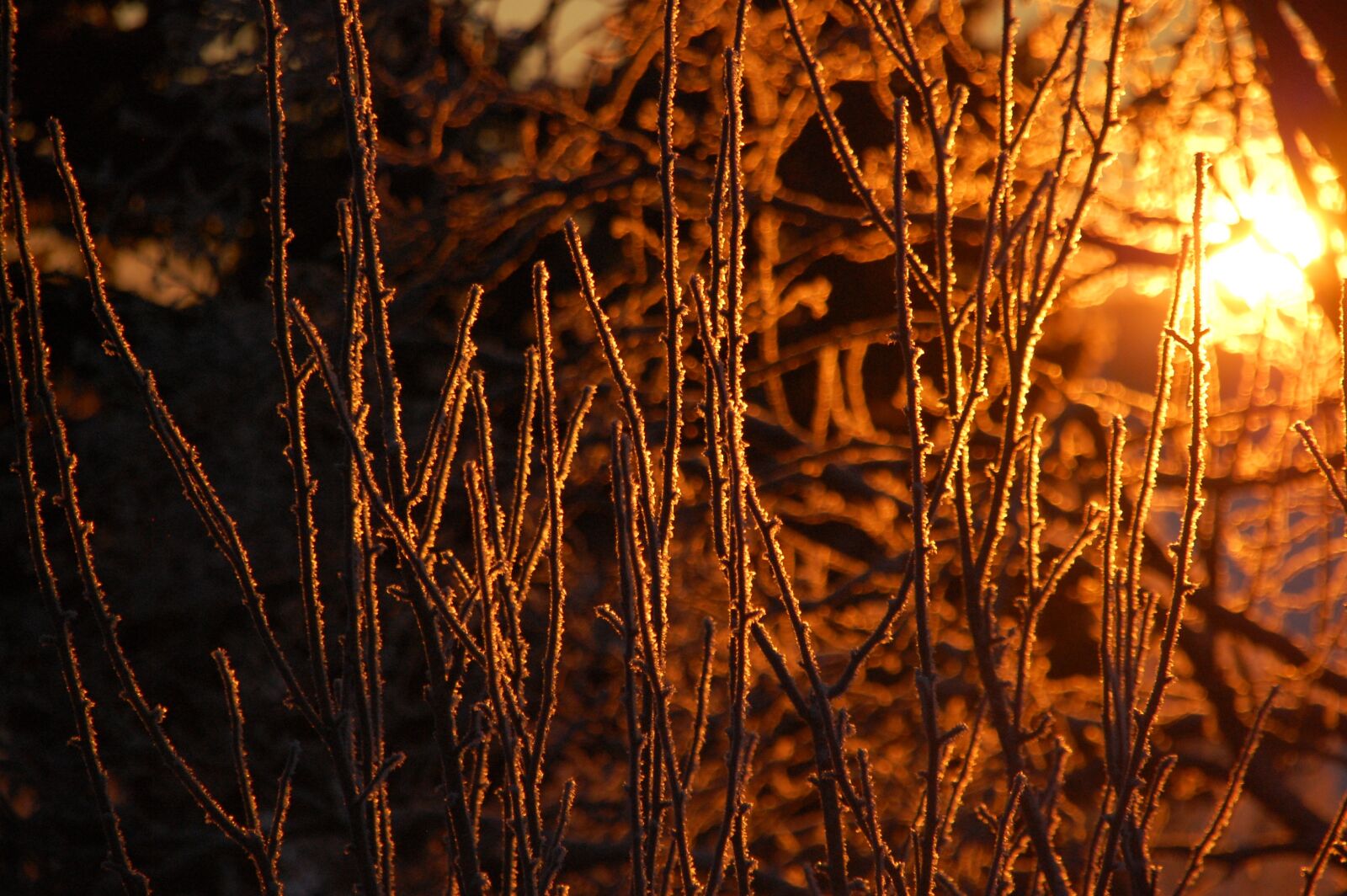 Nikon D40 sample photo. Winter, sunrise, frost photography