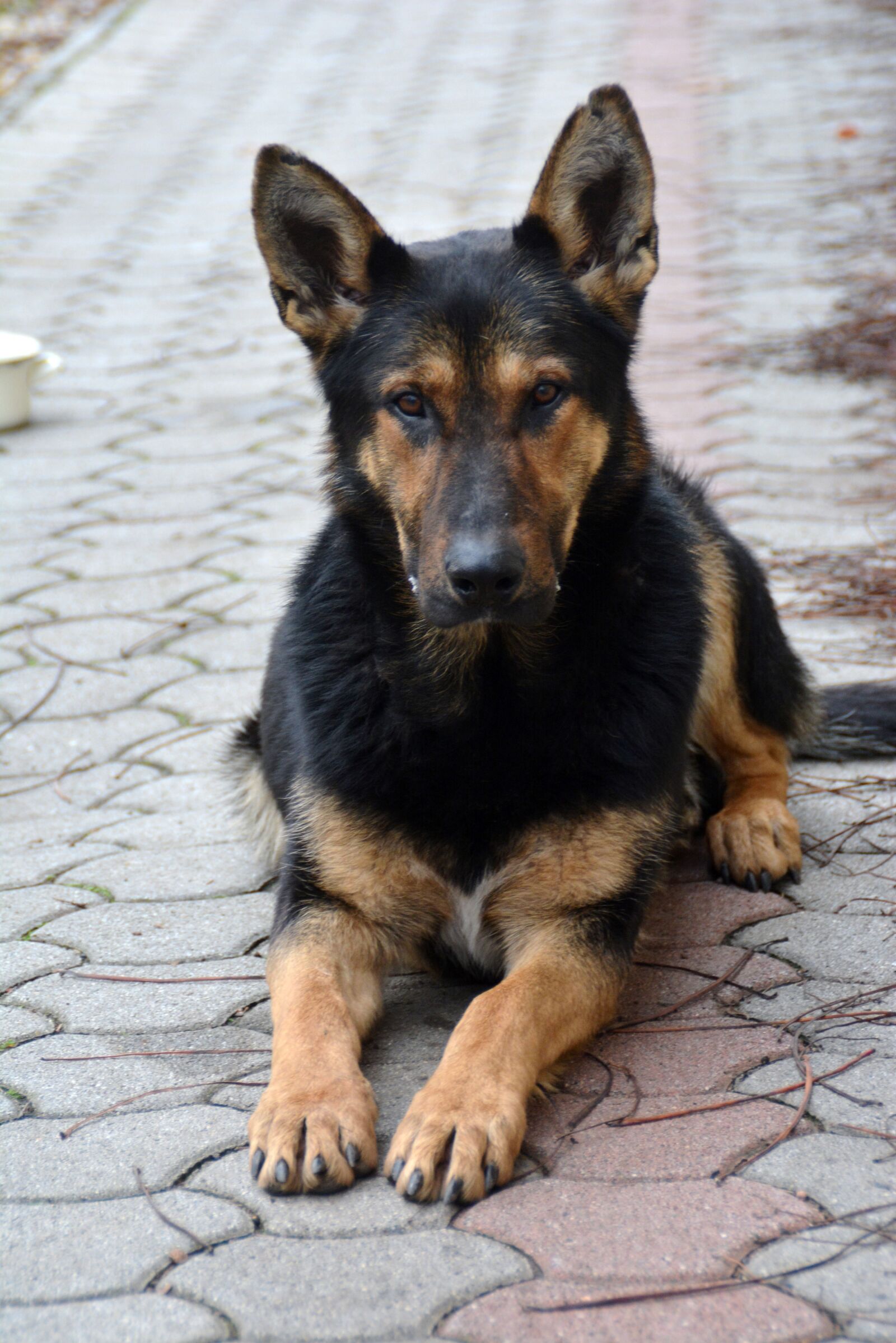 Nikon D5200 sample photo. Dog, animal, my favorite photography