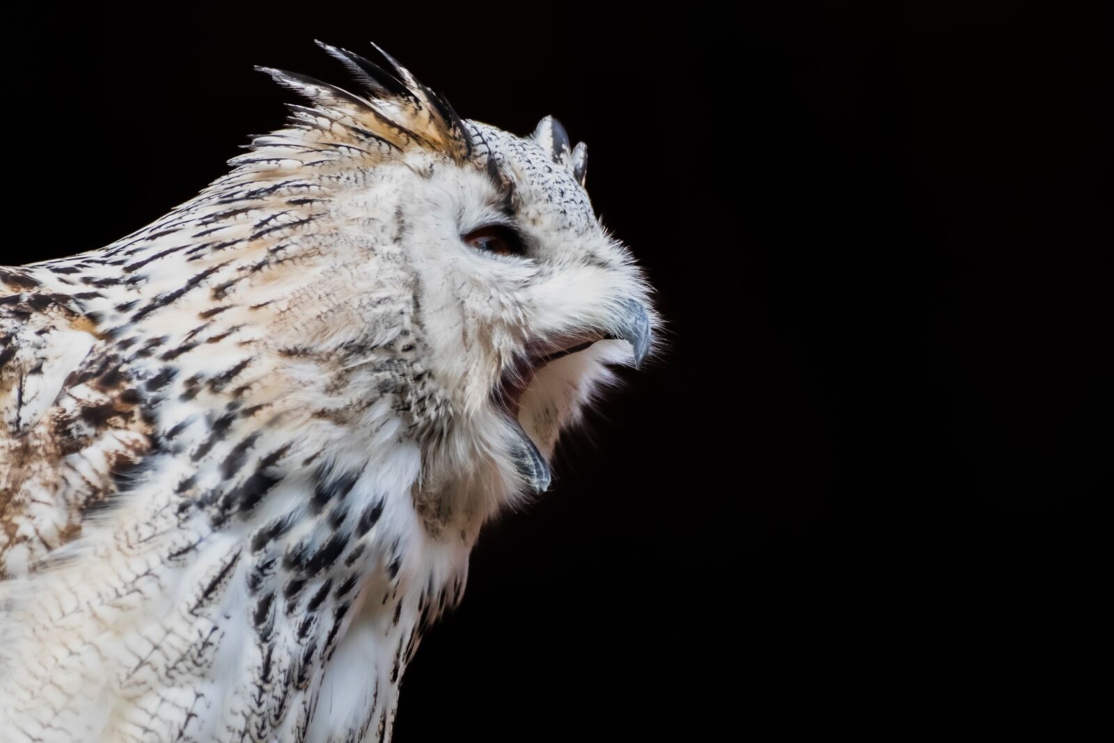 Canon EOS 200D (EOS Rebel SL2 / EOS Kiss X9) sample photo. Owl, snow owl, plumage photography