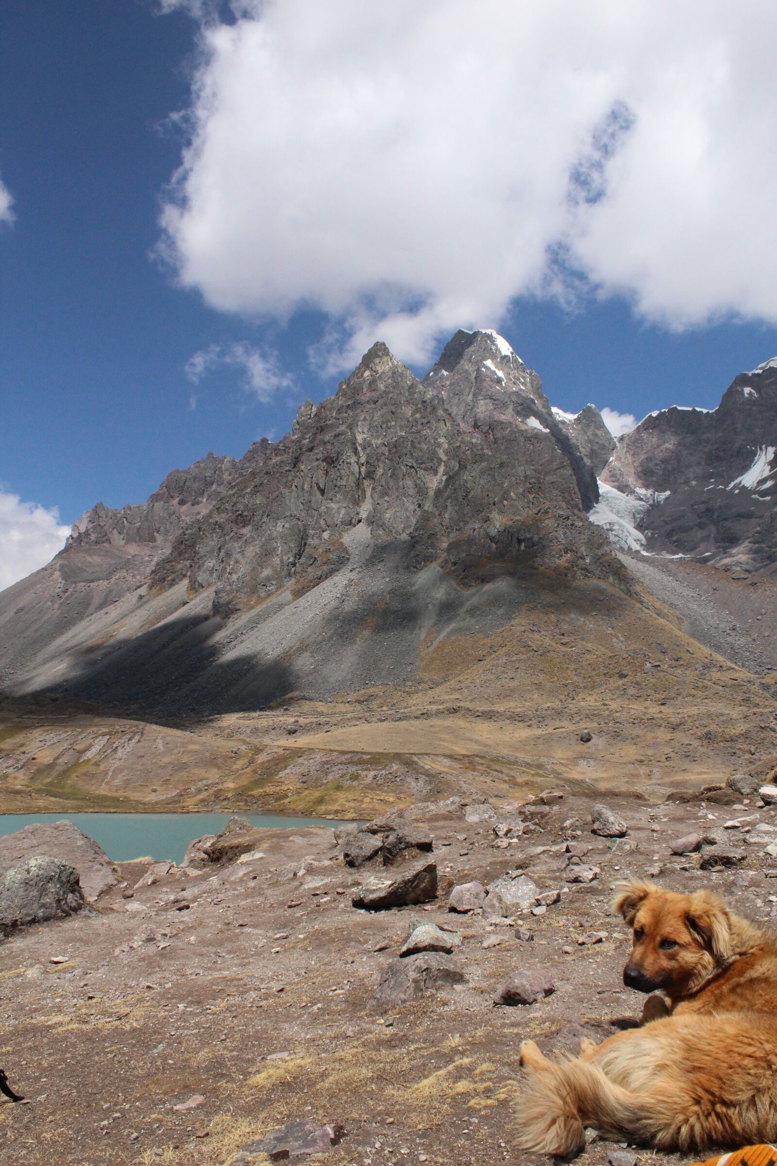 Canon EOS 1300D (EOS Rebel T6 / EOS Kiss X80) sample photo. Dog, landscape, nevado photography