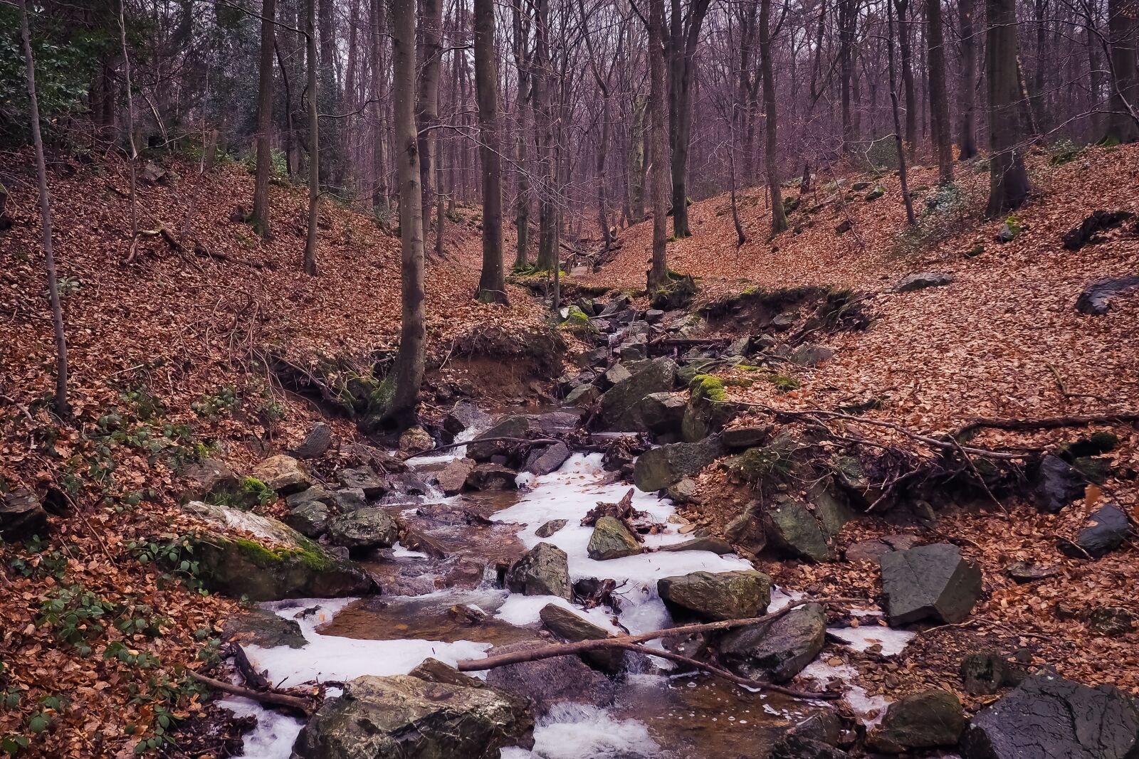 Olympus OM-D E-M10 sample photo. Nature, forest, landscape photography