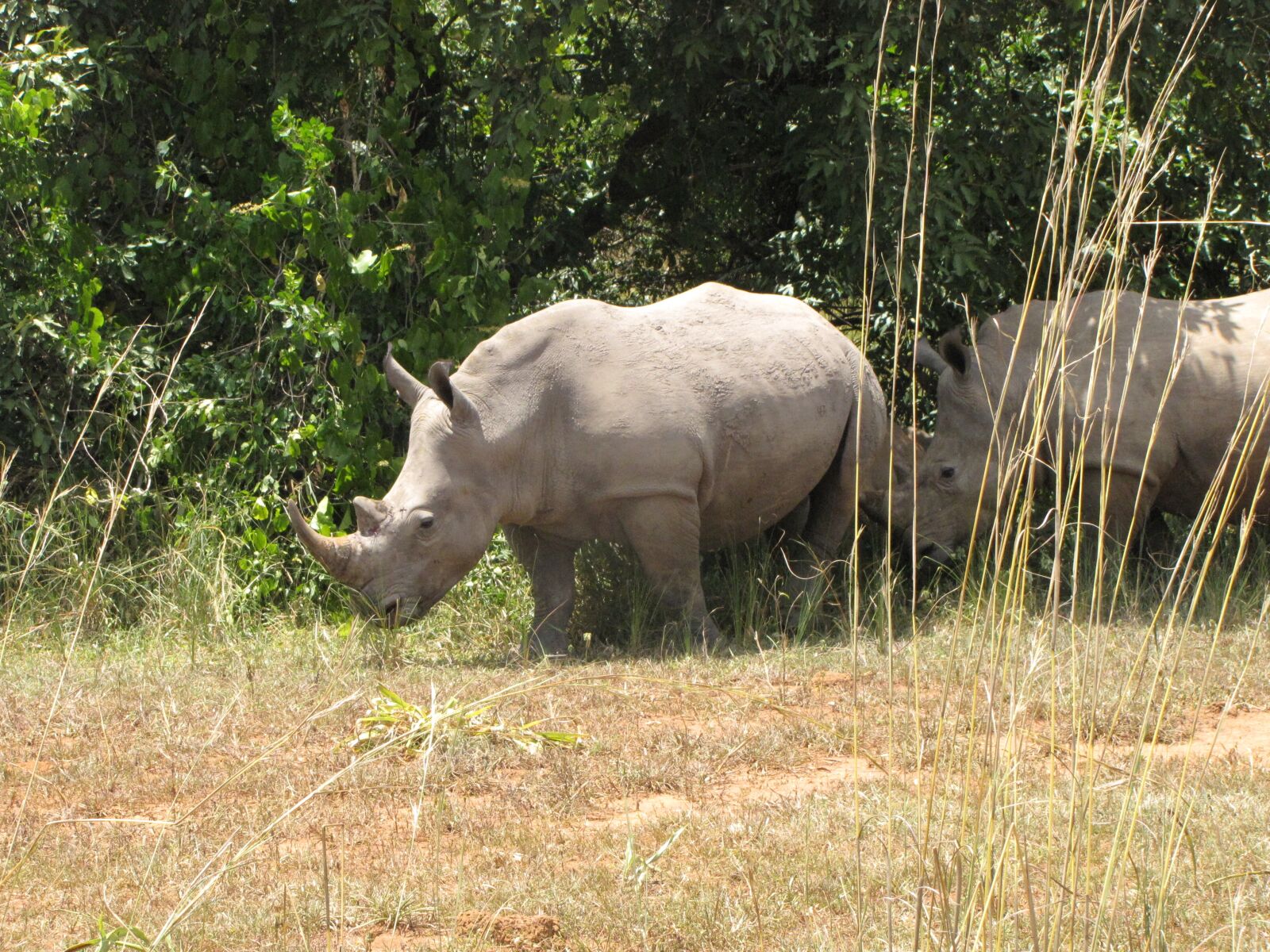 Canon PowerShot SX10 IS sample photo. Rhino, white rhino, uganda photography