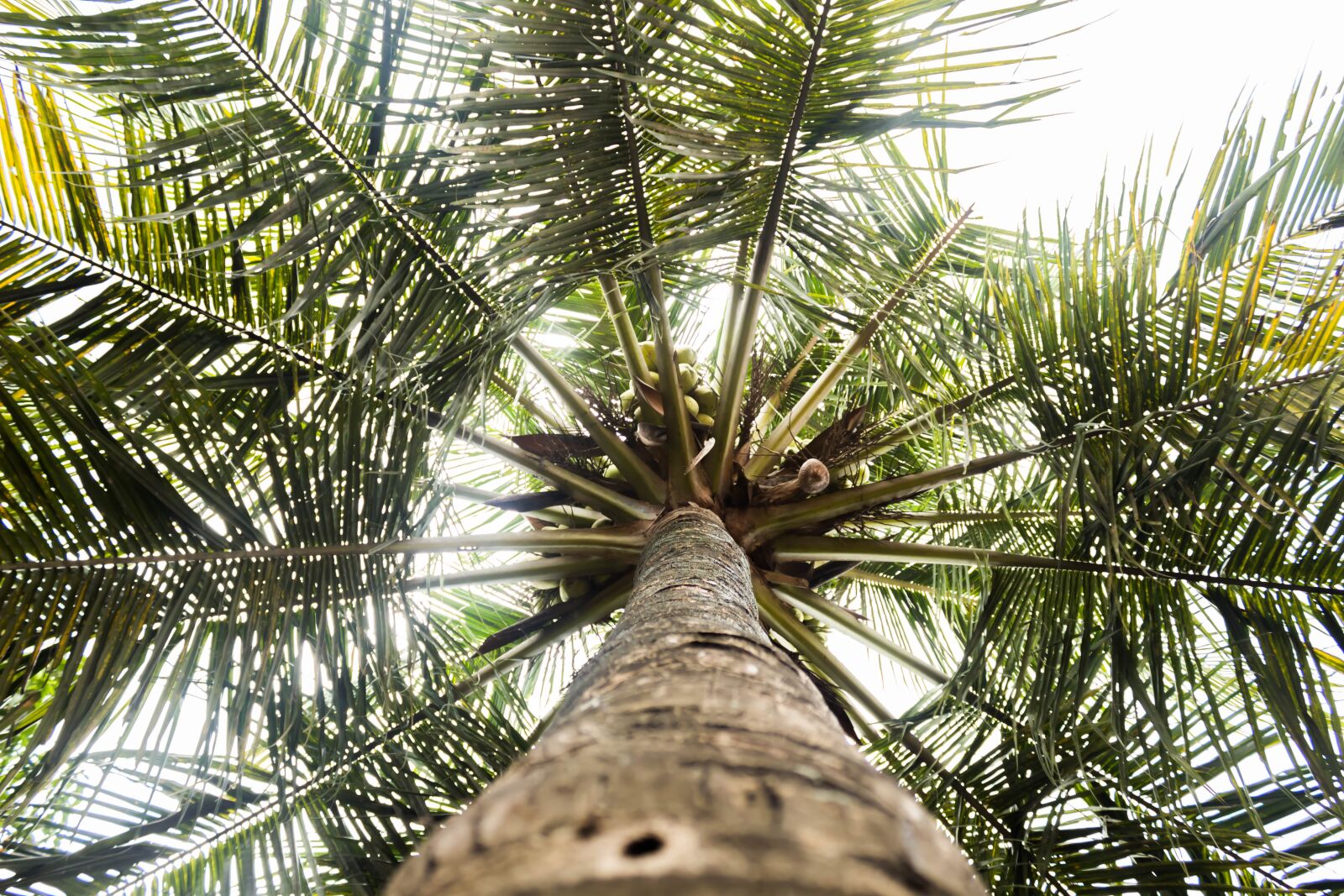 Canon EOS 100D (EOS Rebel SL1 / EOS Kiss X7) sample photo. The tree, coconut, the photography