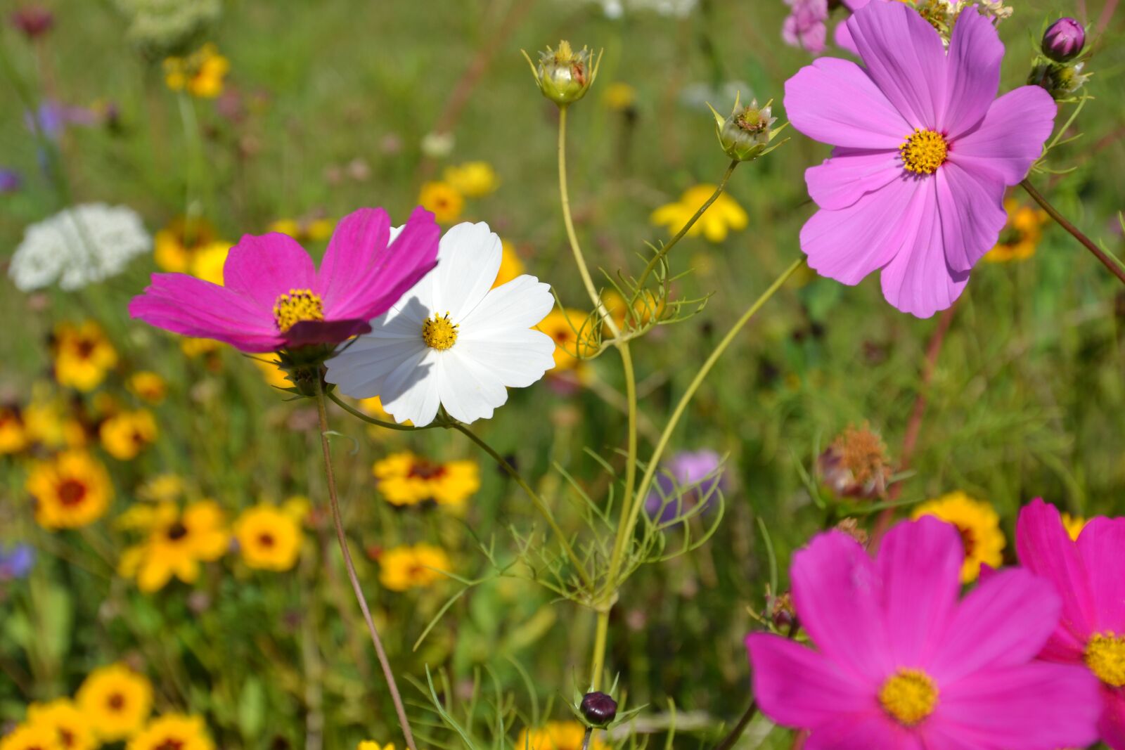 Nikon D3100 sample photo. Flowers, flower meadow, cosmea photography