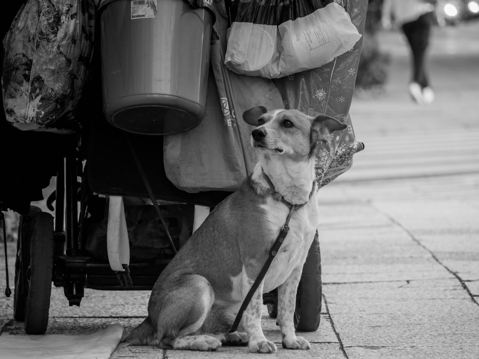 Olympus PEN E-PL5 sample photo. Dog, homeless, street, theme photography