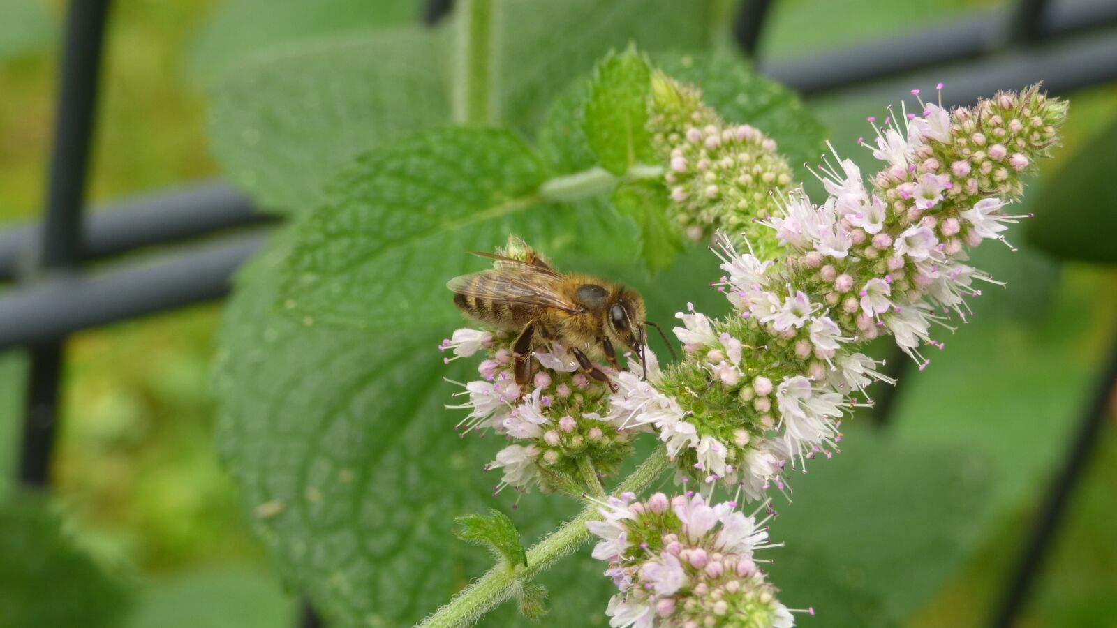 Panasonic DMC-FZ72 sample photo. Bee, blossom, bloom photography