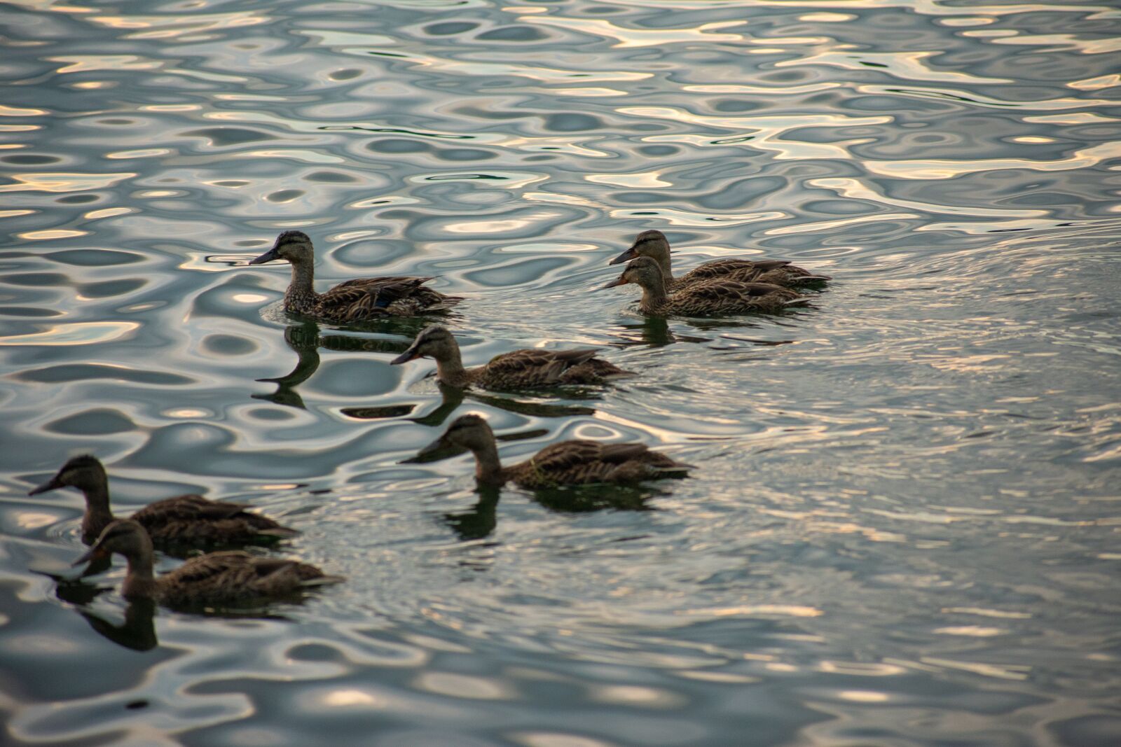Nikon D3400 sample photo. Ducks, lake erie, erie photography