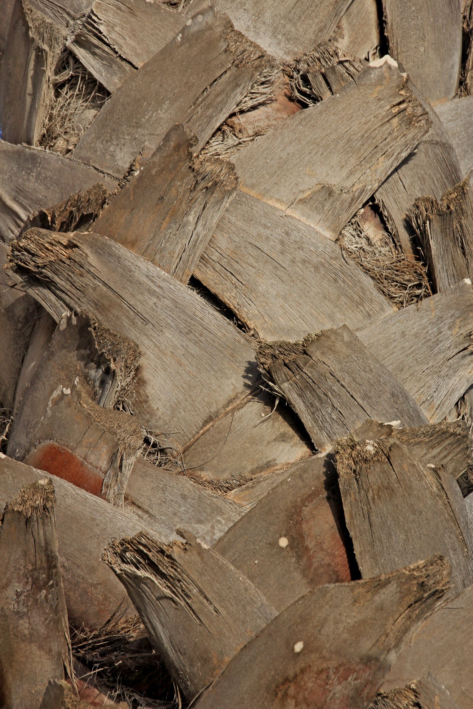 Canon EOS 60D sample photo. Palm, bark, tree photography