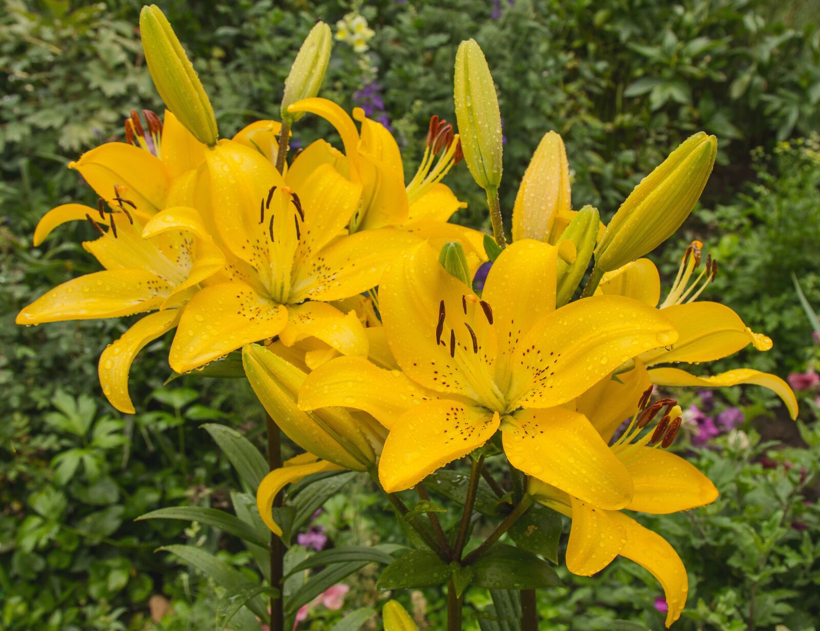 Canon EOS 70D + Canon EF 24-105mm F4L IS USM sample photo. Yellow lily, summer, flower photography