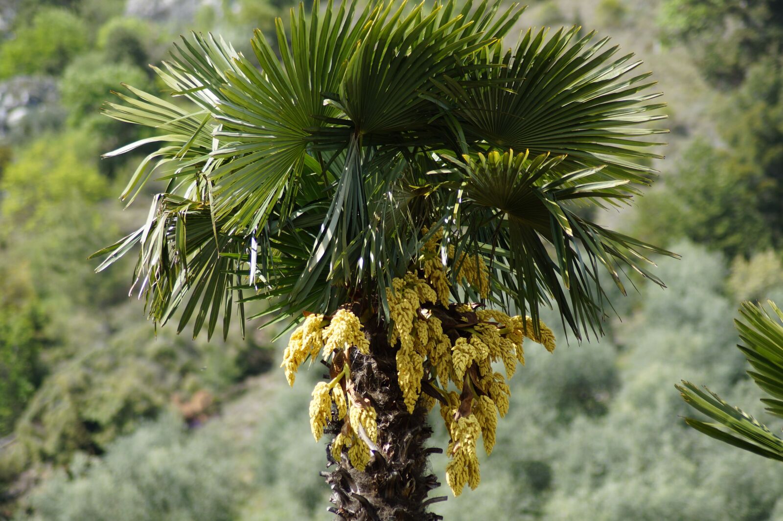Sony SLT-A58 sample photo. Hemp palm, palm, palm photography