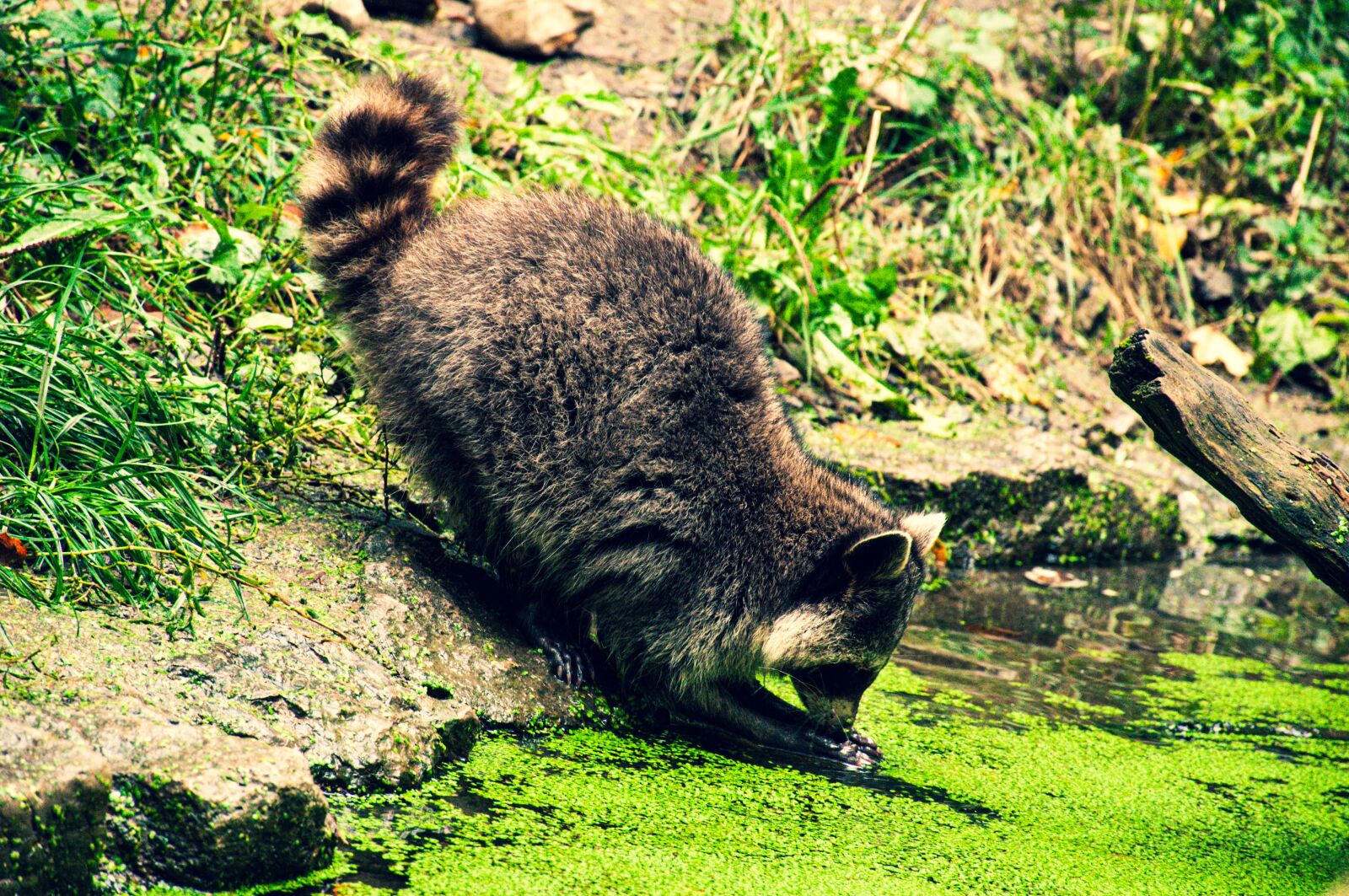 Nikon D90 sample photo. Raccoon, moss, lake photography
