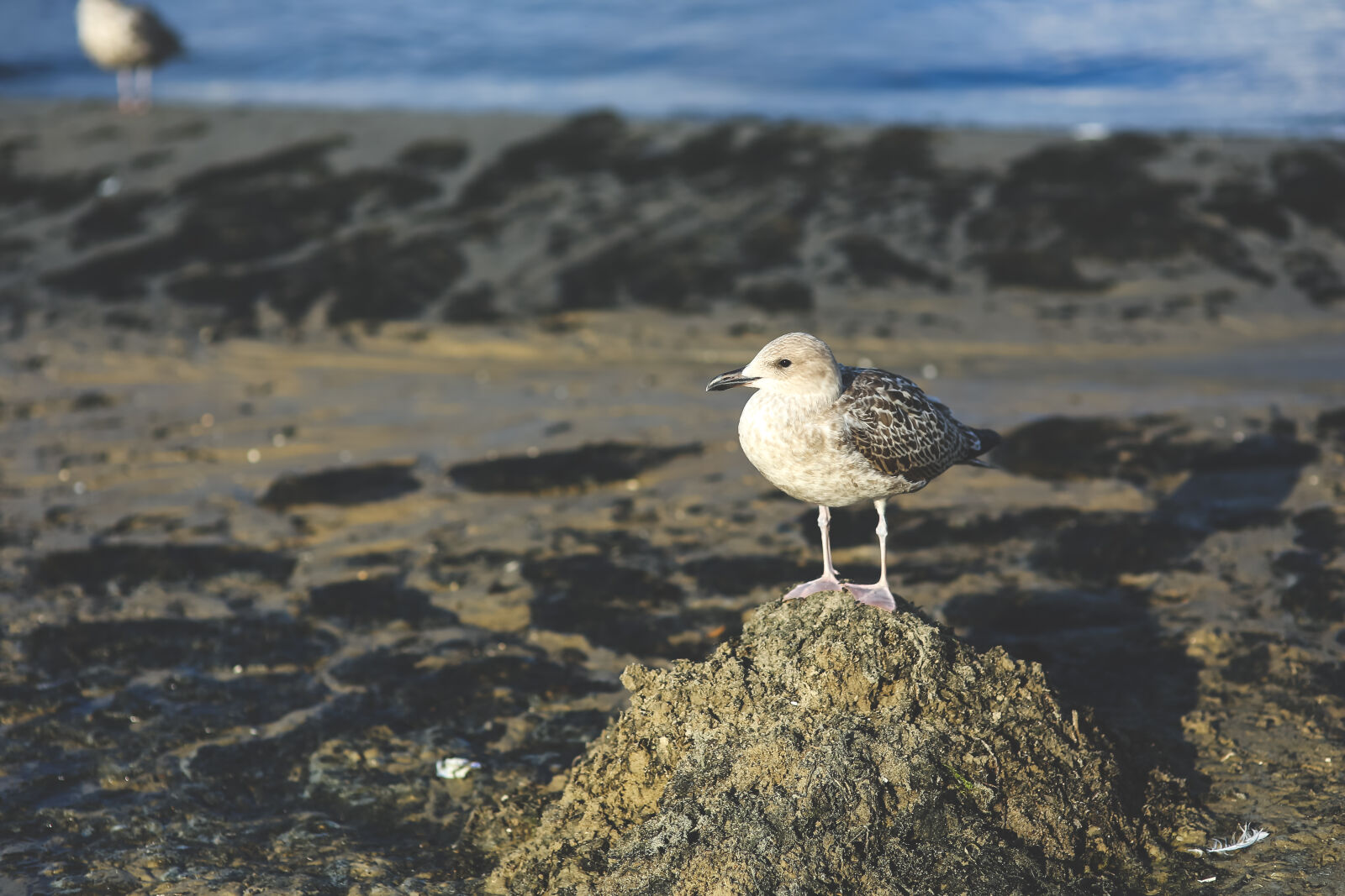 Canon EOS 6D + Sigma 85mm F1.4 EX DG HSM sample photo. Seagull, on, the, sand photography