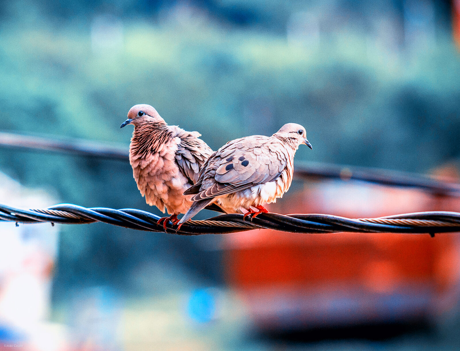 Nikon D3100 sample photo. Two, brown, birds, perched photography