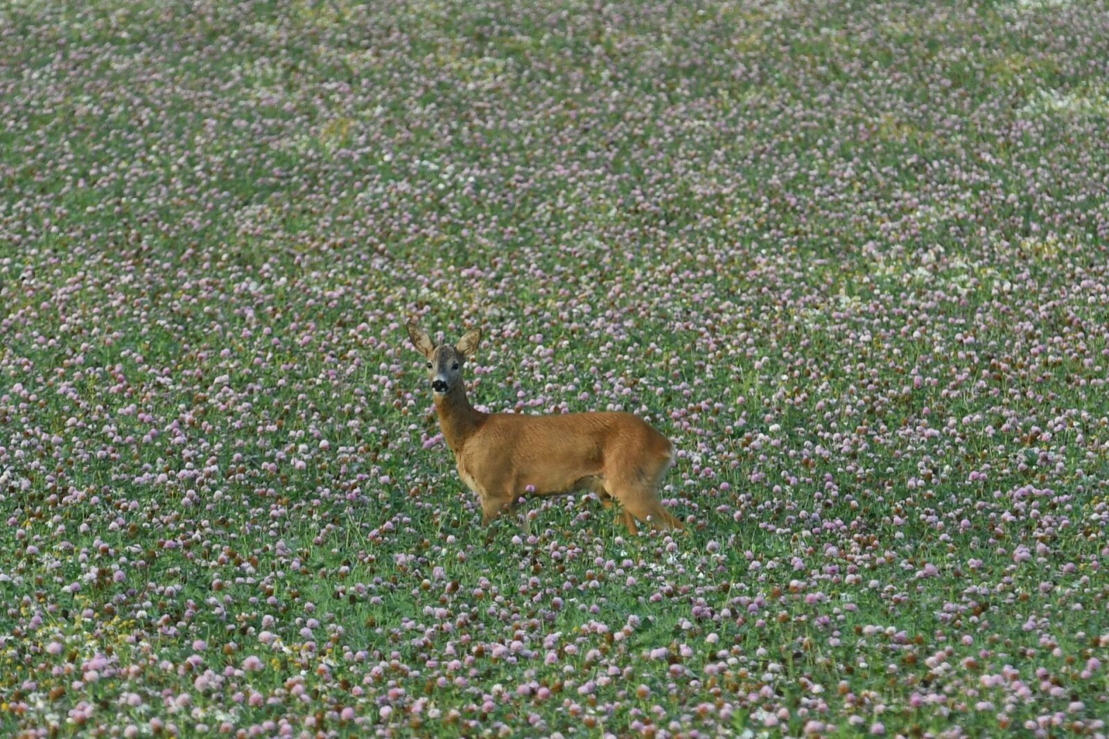 Nikon D7500 sample photo. Venison, roebuck, lawn photography