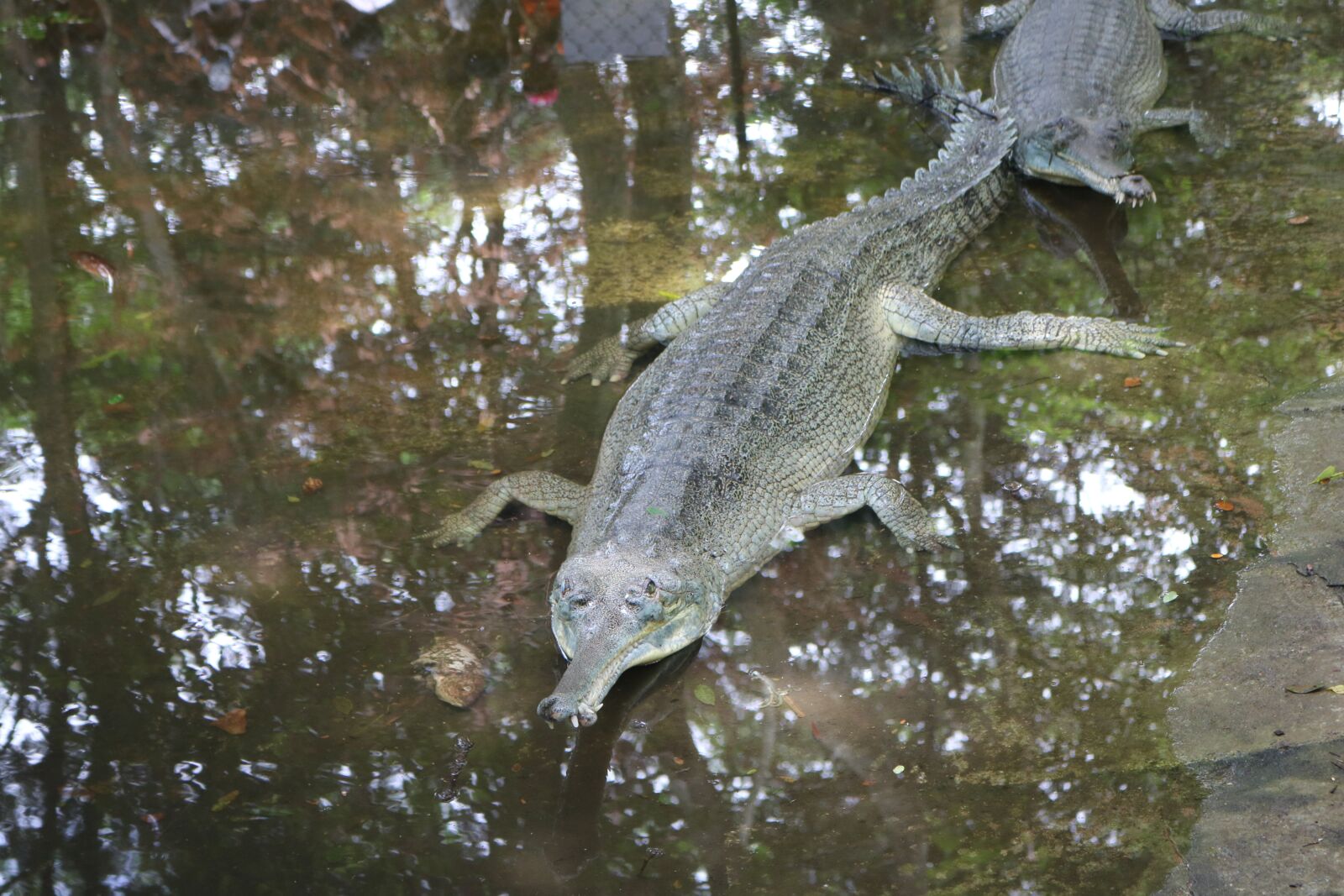 Canon EOS 750D (EOS Rebel T6i / EOS Kiss X8i) sample photo. Crocodile, water, nature photography