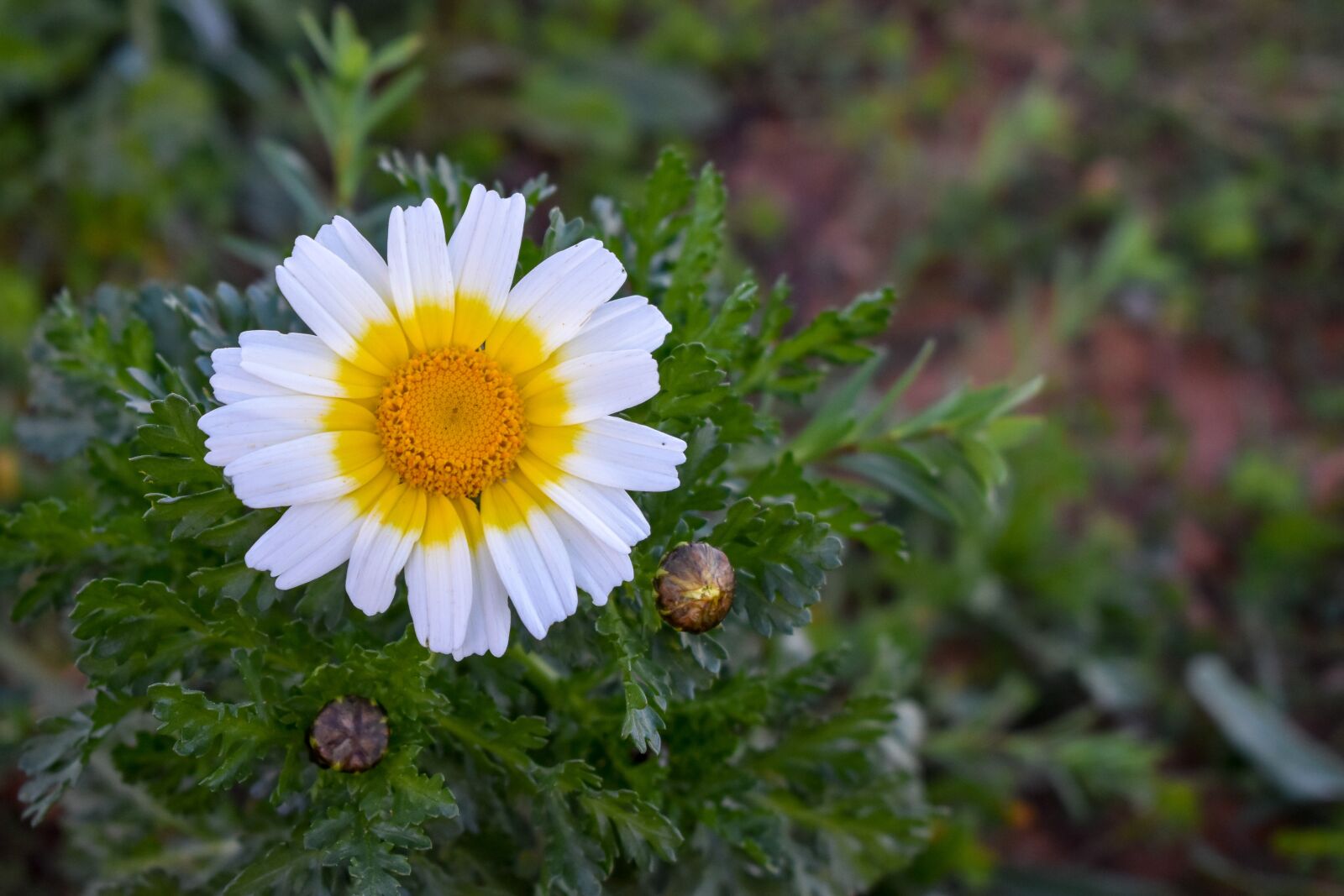 Nikon D3400 sample photo. Formentera, flower, daisy photography