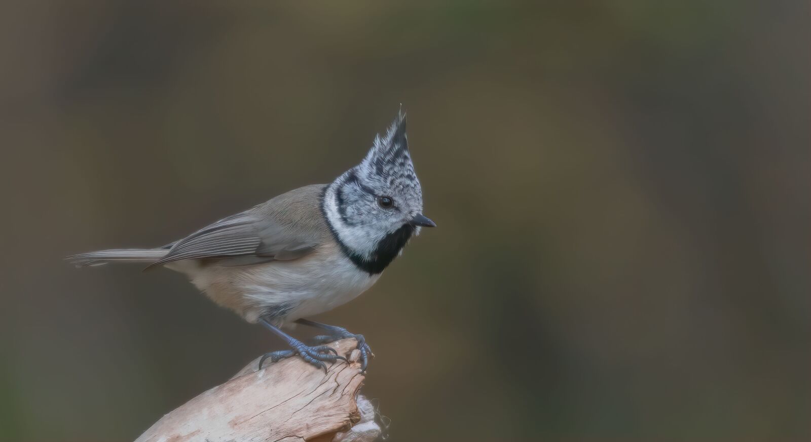 Nikon D5200 sample photo. Tit, songbird, animal photography
