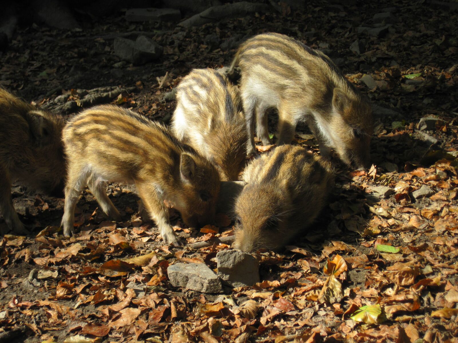 Canon PowerShot D10 sample photo. Little pig, wild boars photography